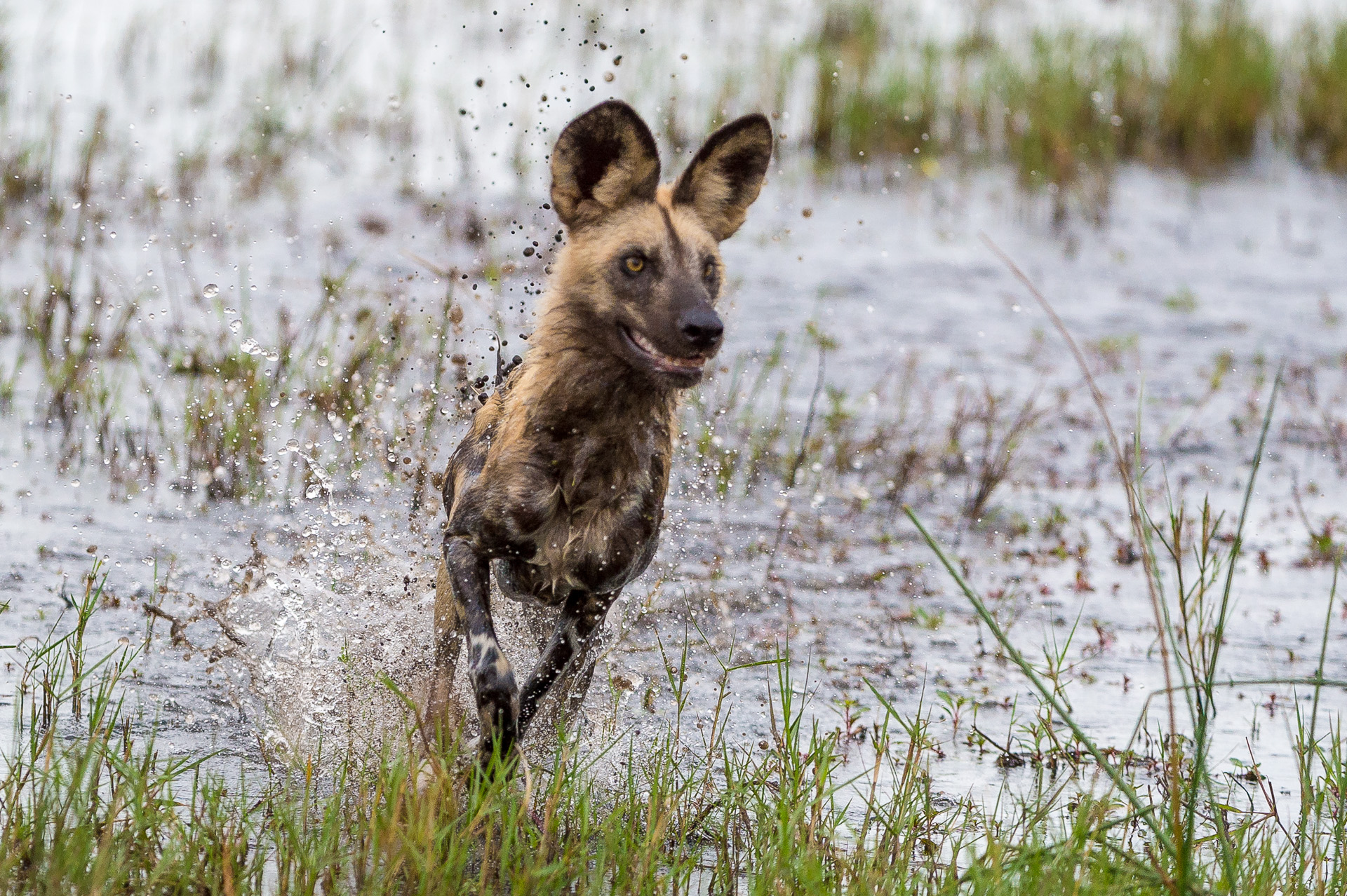A wild dog splashes through the channel