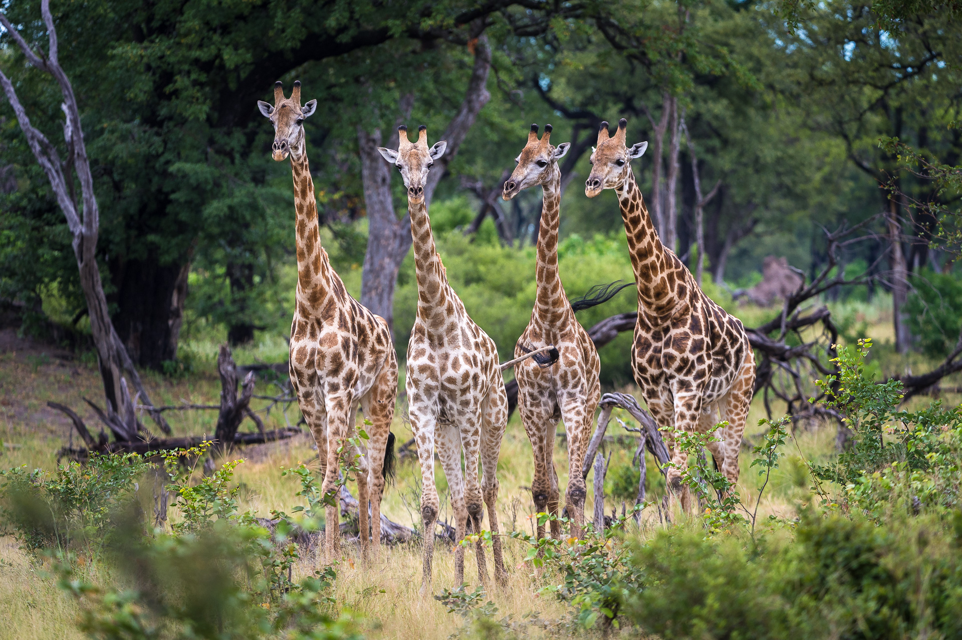 Giraffe make their way through the woodland