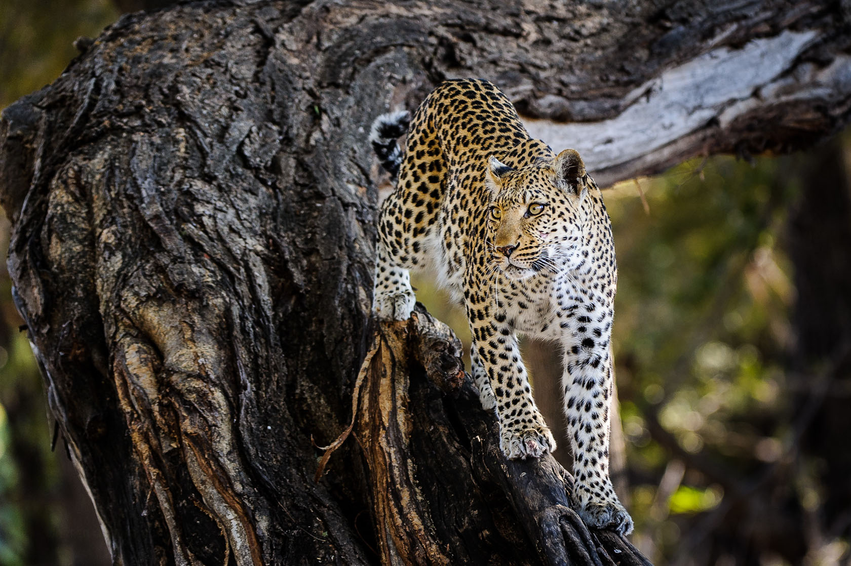 Leopard - occasional to common sight in the area
