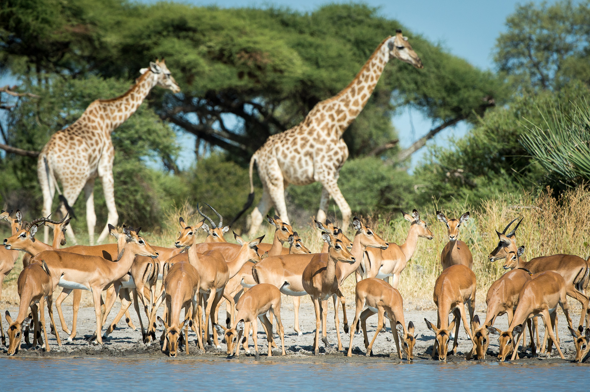 Classic Mombo - large mixed herds of giraffe and impala