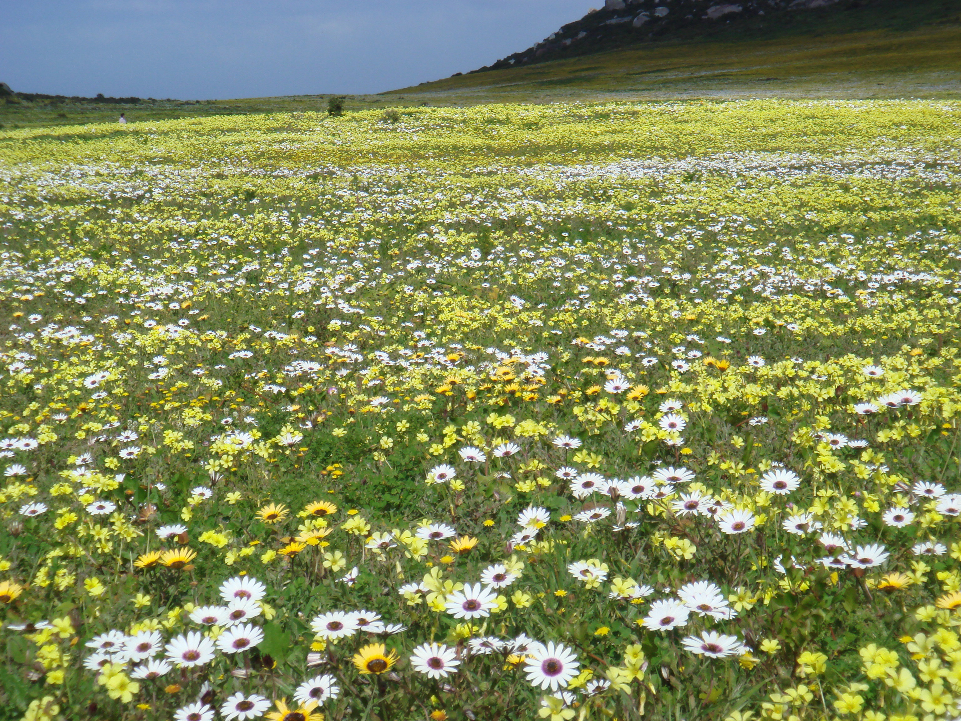 Fynbos excursions - Between July and October, thousands of Spring flowers transform the veld into a vibrant palette of colours. 755 indigenous plant species have been identified, including our very own ‘Special Collection’ found only in this area, and the world famous Rooibos tea plant.