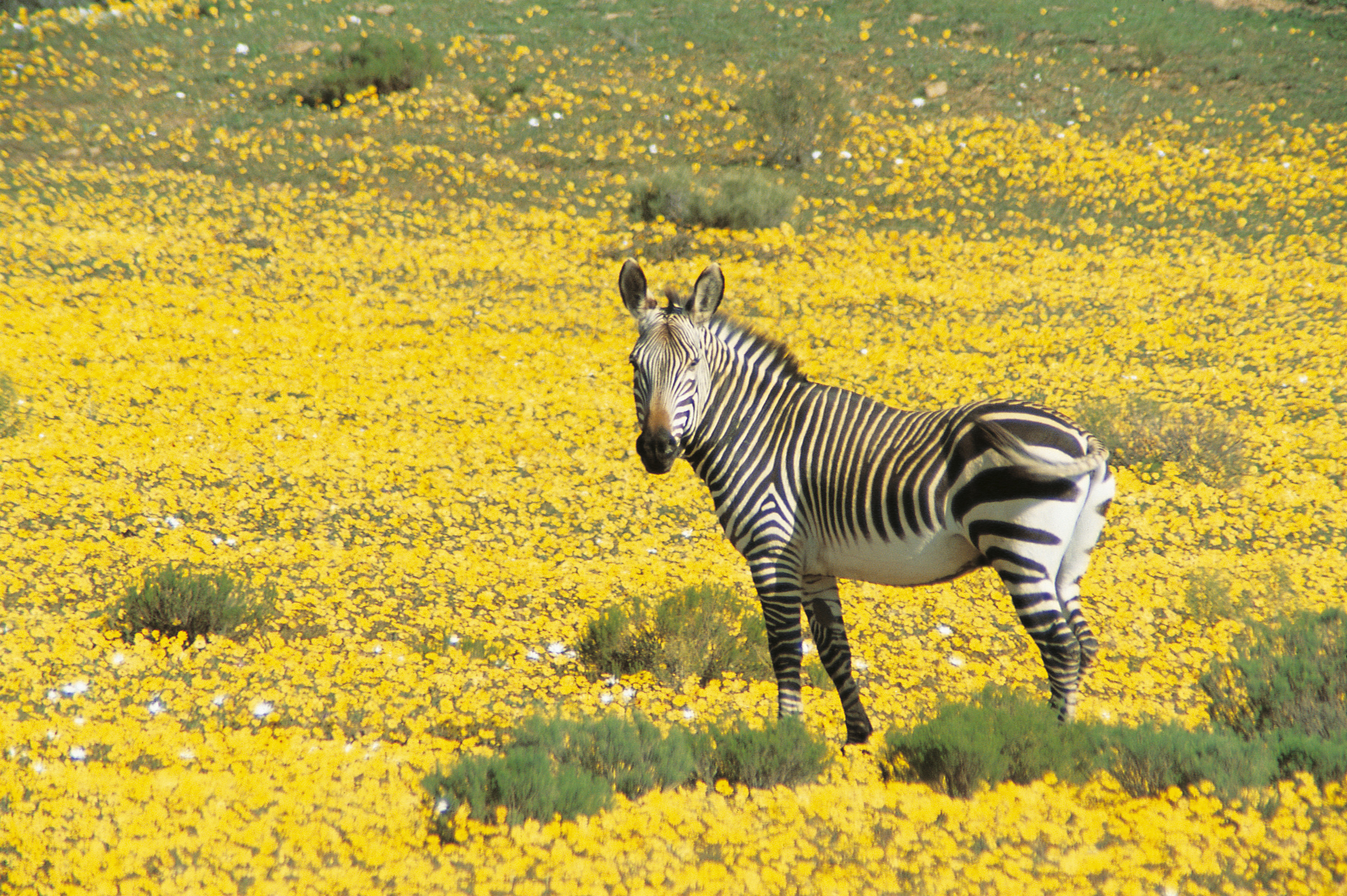 150 species of bird and 35 species of mammals (several of which are listed on the IUCN and Red Data list) make Bushmans Kloof their home. Gemsbok, Bontebok, Cape Mountain Zebra, Eland, Black Wildebeest and Springbok roam free in the reserve.