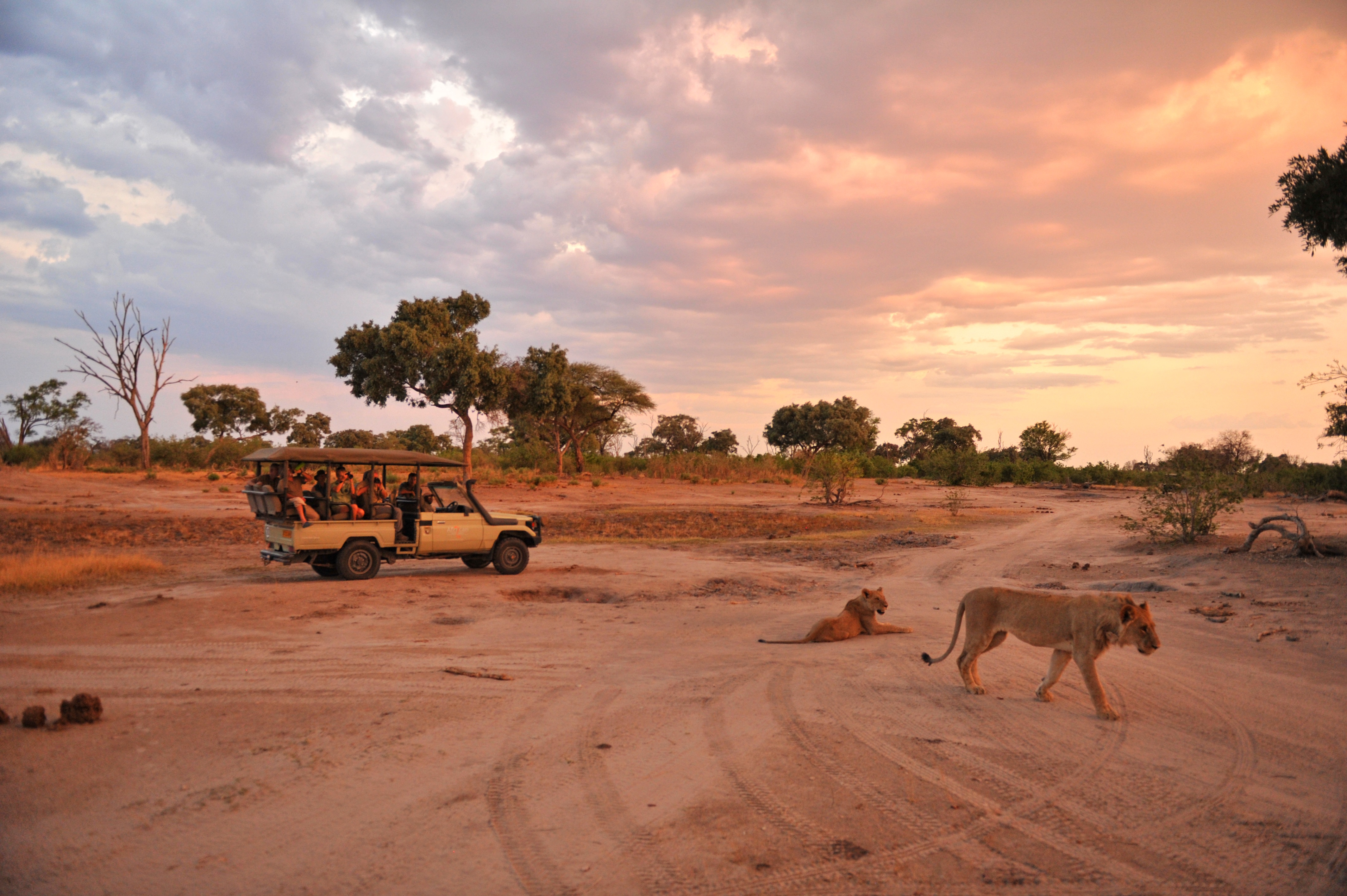 Lions in the road while on game drive at Khwai Tented Camp