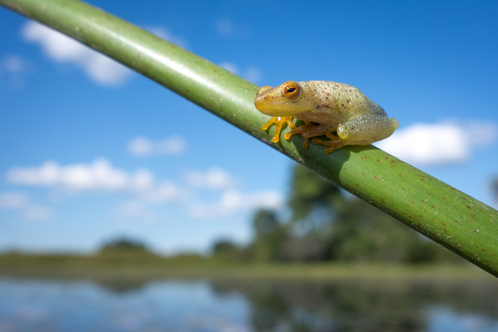 Tiny reed frogs are regularly seen