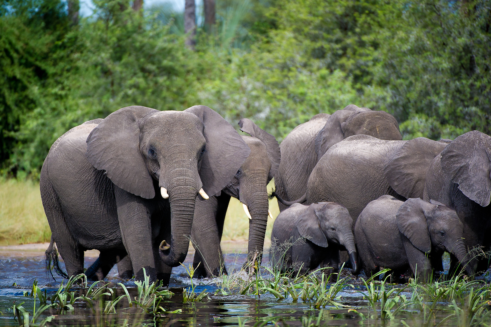An elephant herd wander through the waters