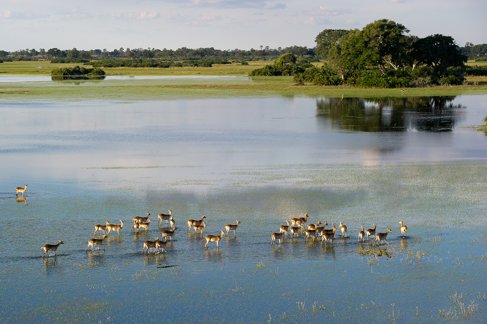A herd of lechwe in a typical Delta scene