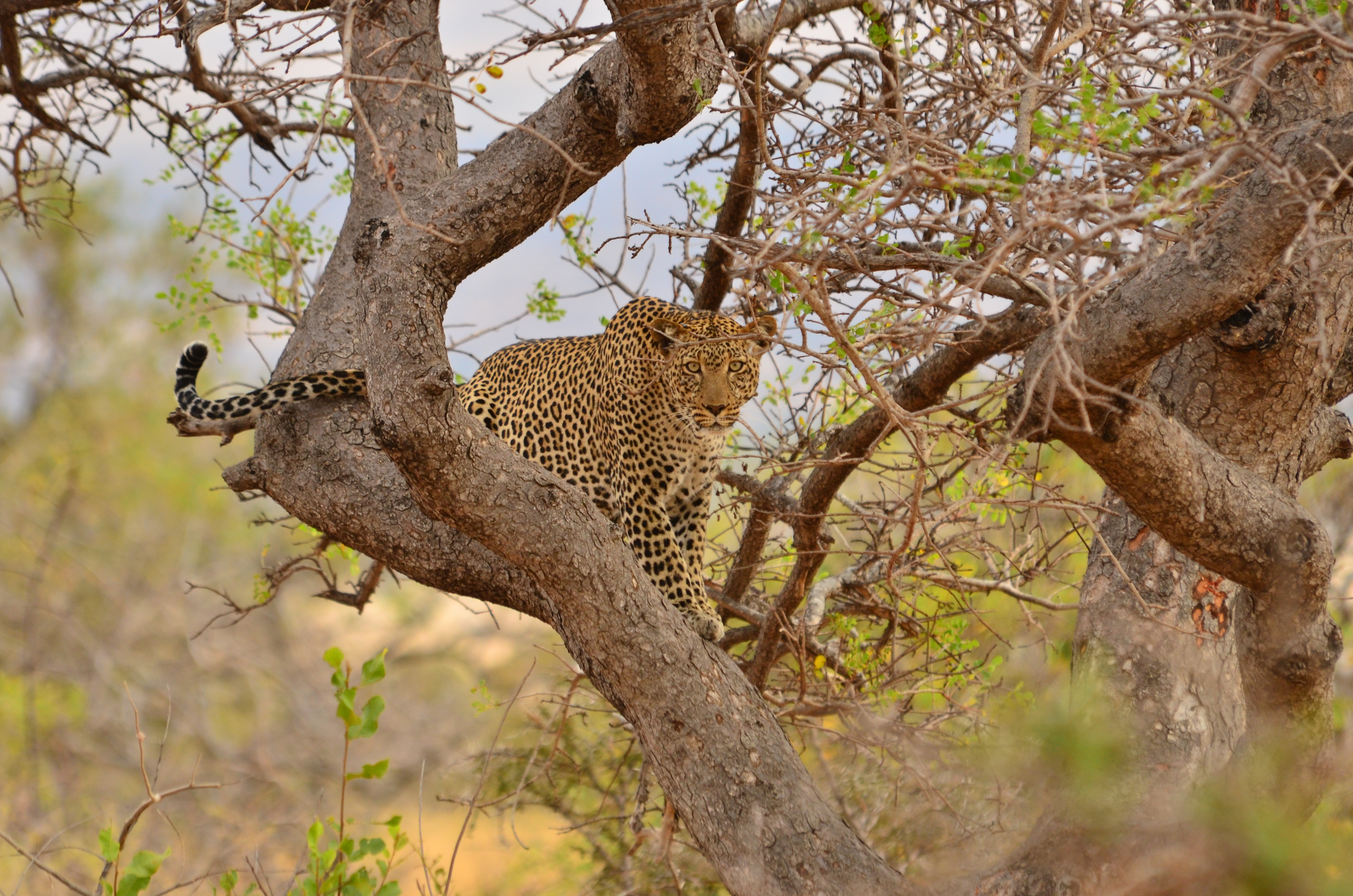 Our guests see leopards, lions, elephants, giraffes, zebras, impala, and much more on safari.