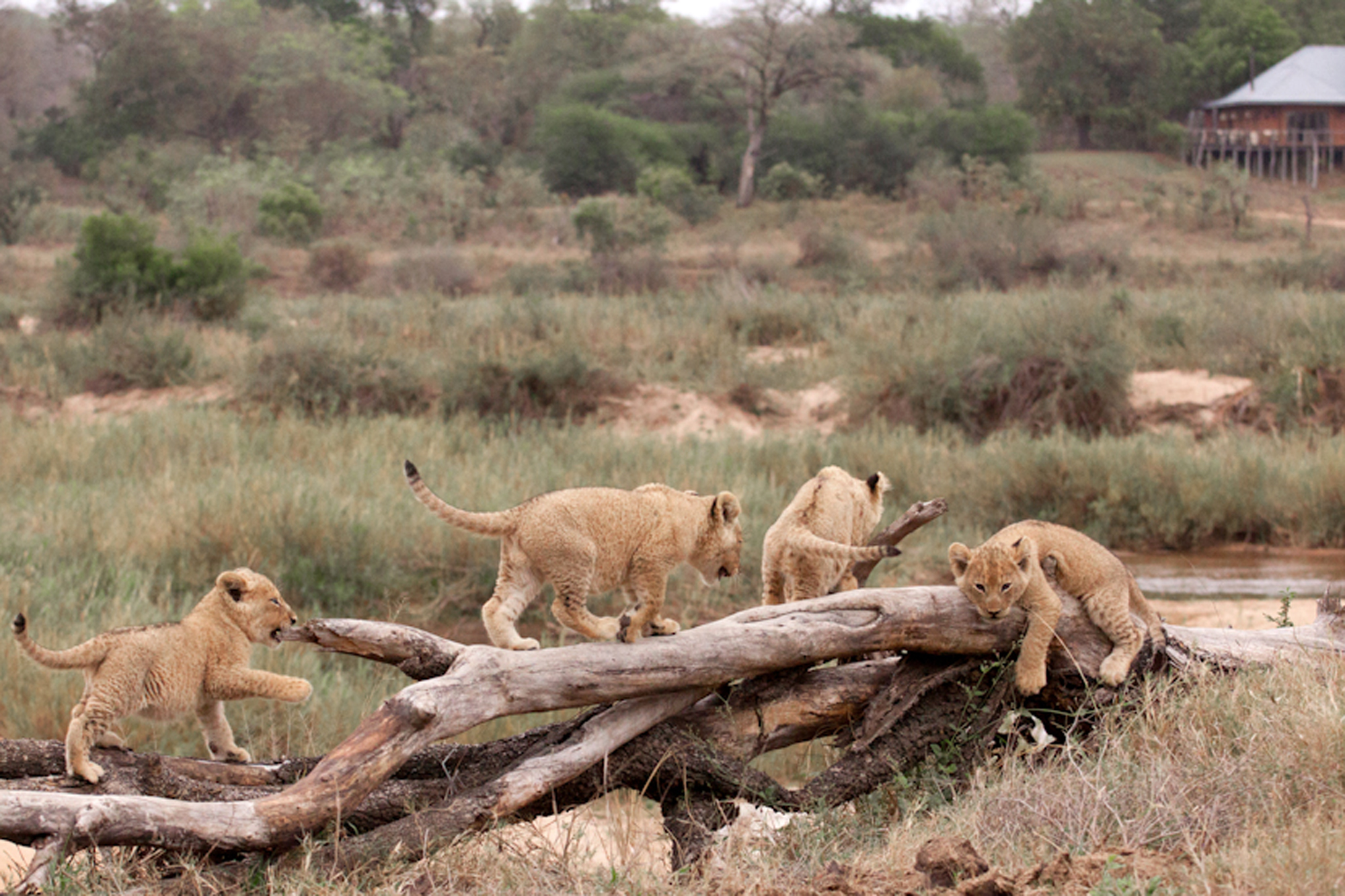 Scenes such as this are common place at MalaMala with the many generations of territorial lion prides found on the property