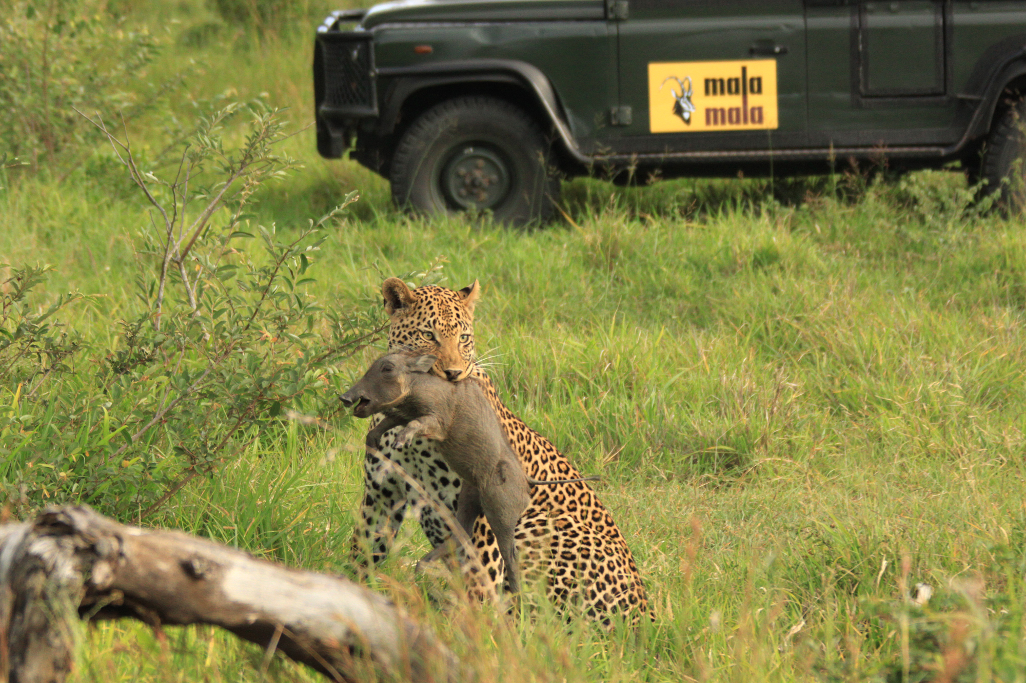 Predator action at MalaMala is legendary, and visitors frequently witness hunts and kills