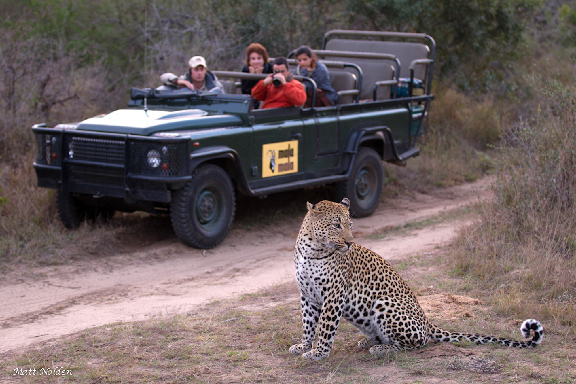 MalaMala's reputation as one of Southern Africa's premier leopard viewing destinations is endorsed by wildlife photographers and videographers from around the world