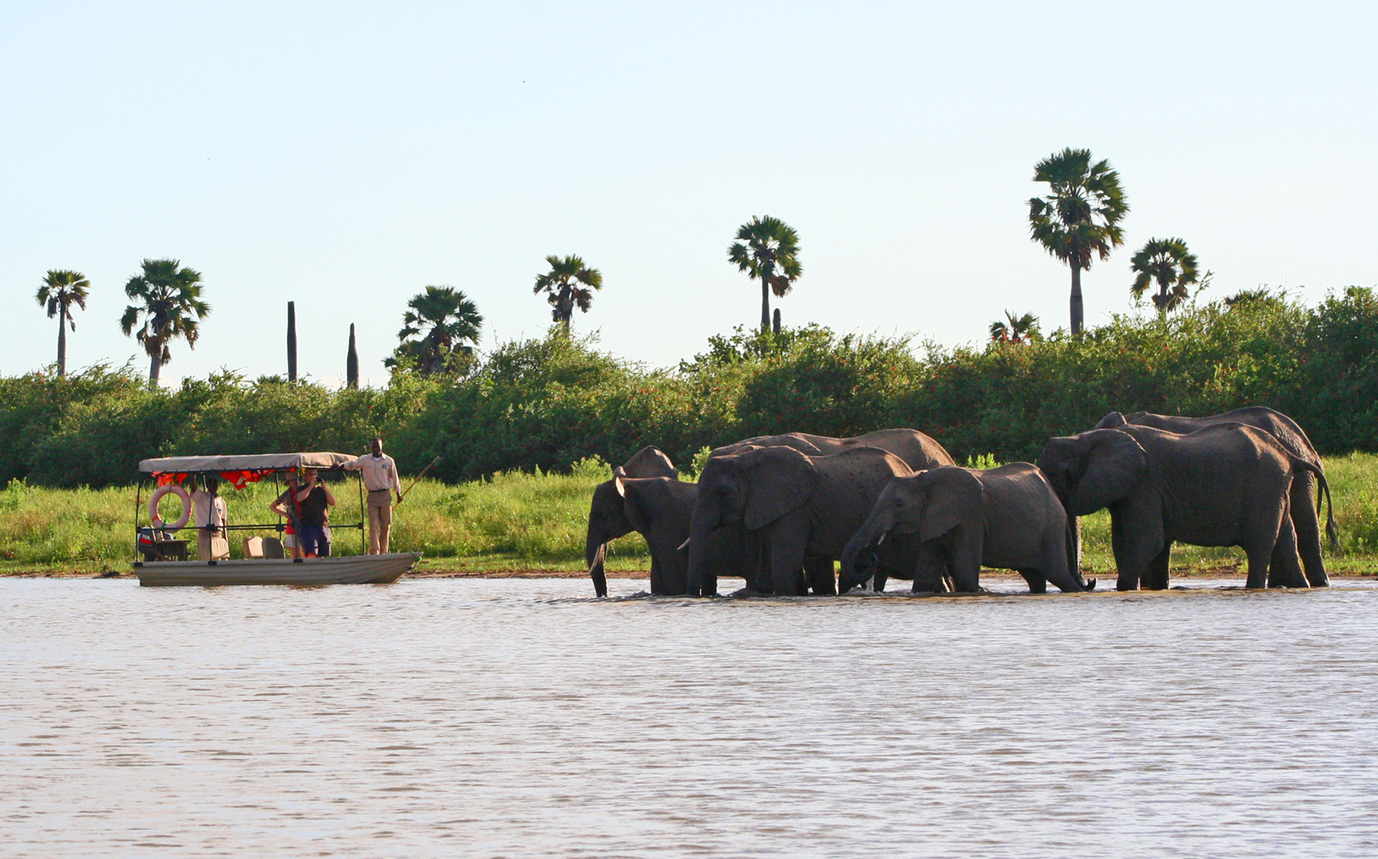 Elephants crossing the Rufiji in front of a Selous Impala boat