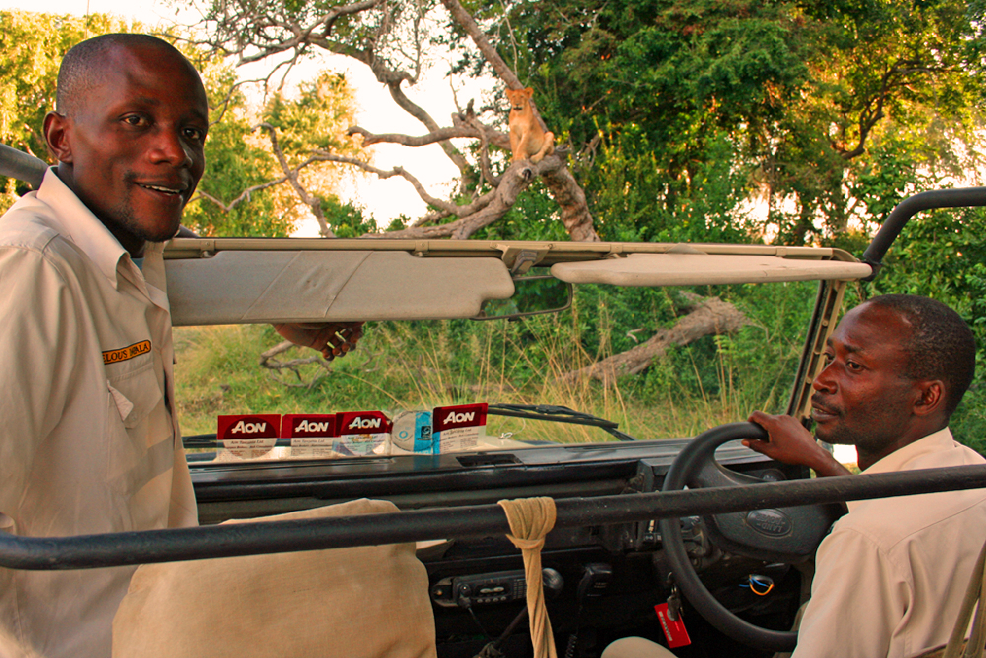 Lion cub in a tree, spotted by Gerard and Rajabu on a game drive.