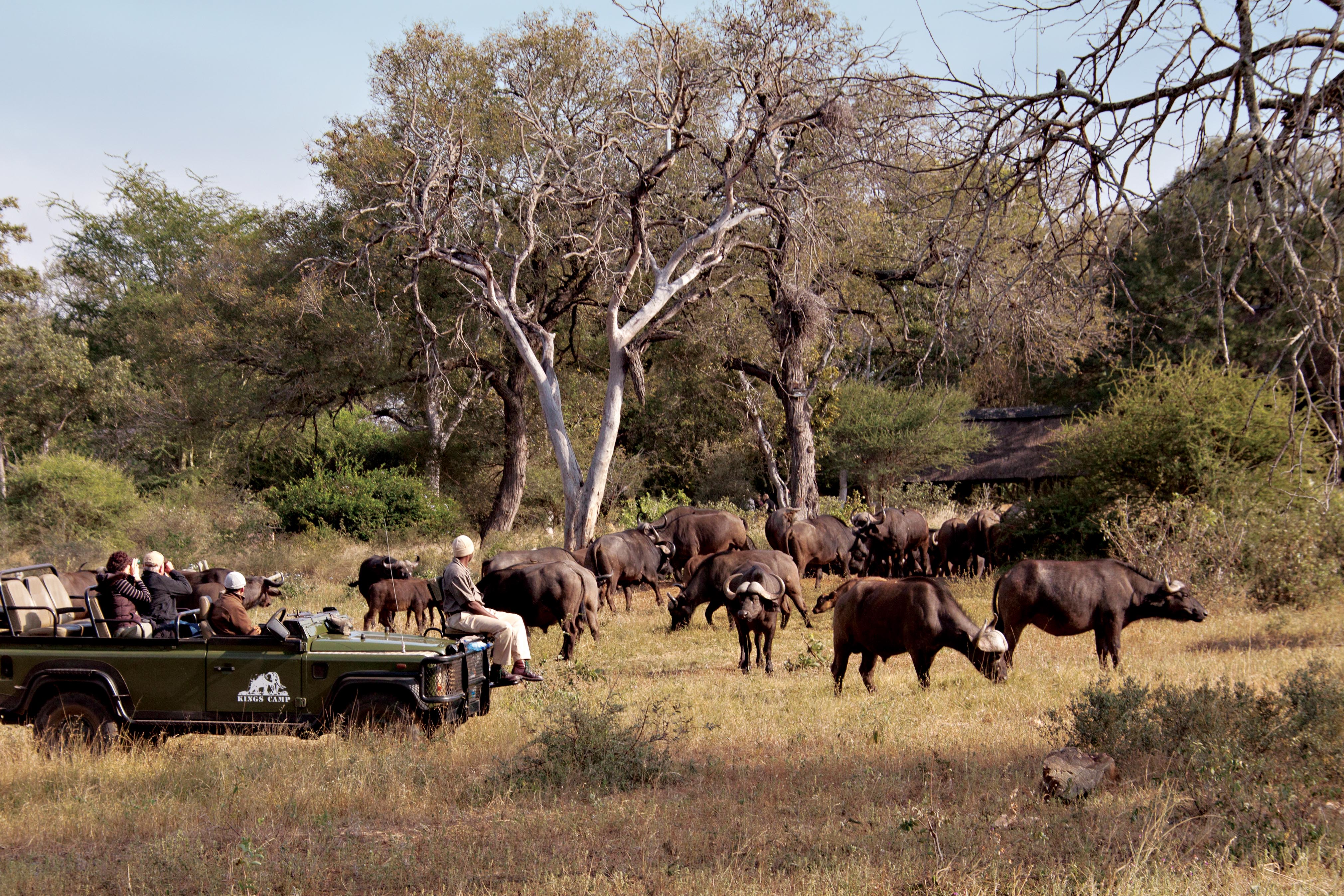 Herd of Buffalo at Kings Camp