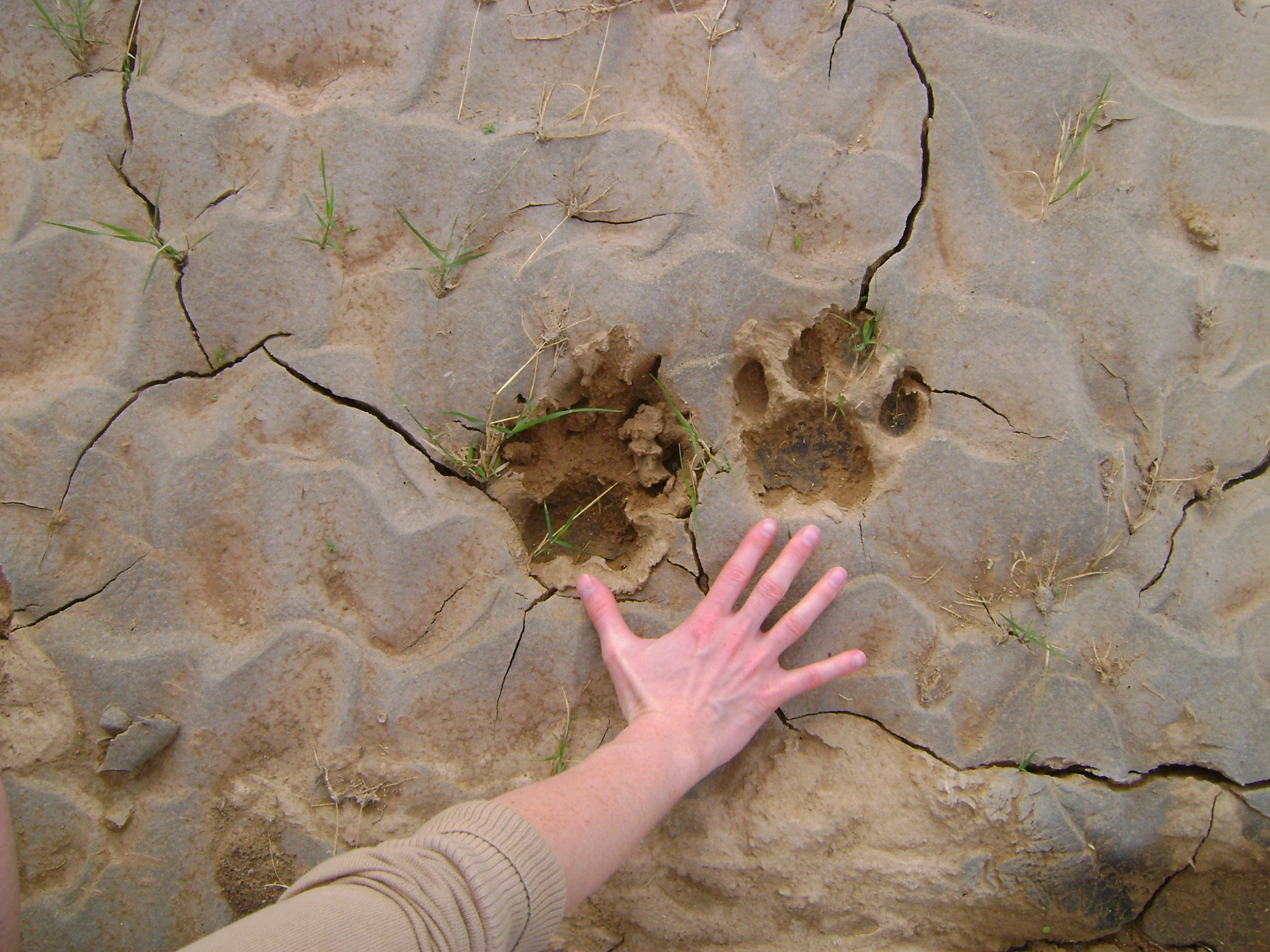 Sanbona Explorer Experiences