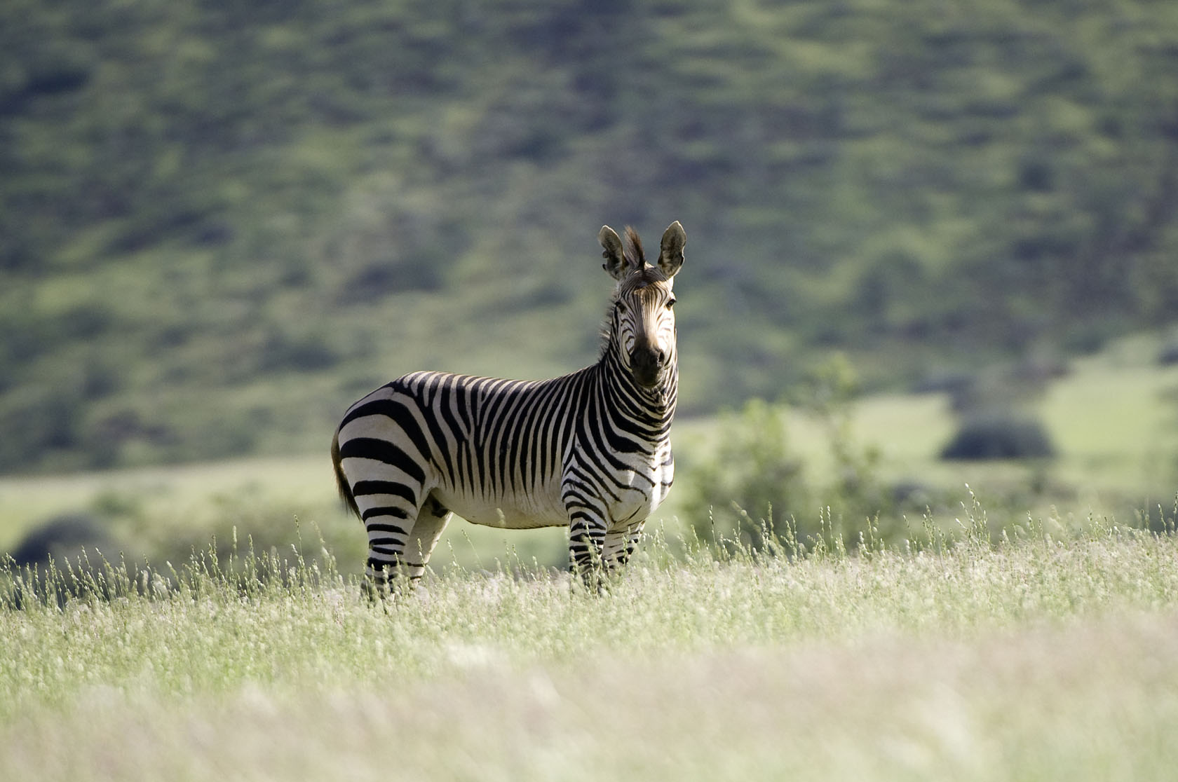 Hartmann's Mountain Zebra