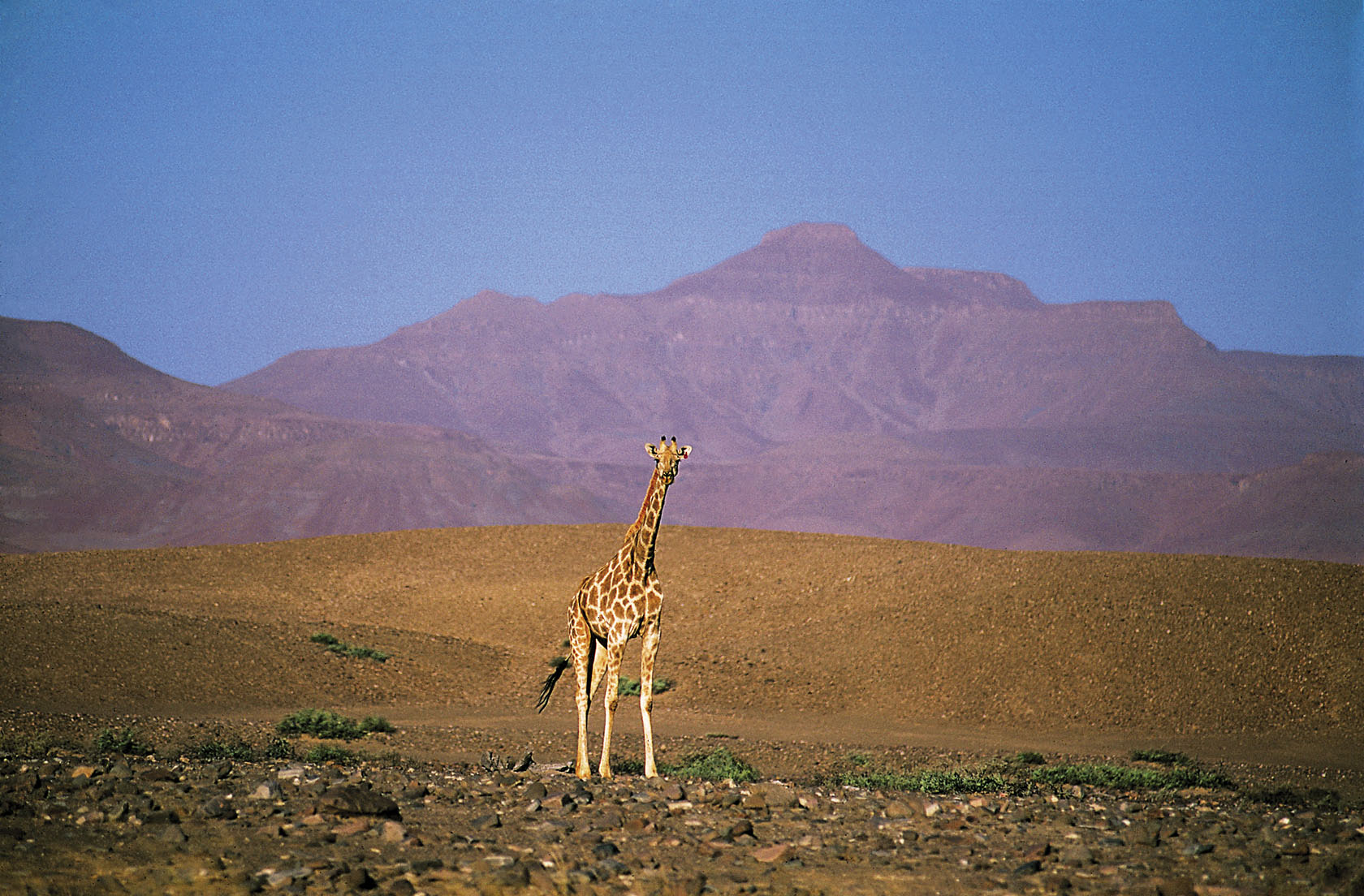 Giraffe