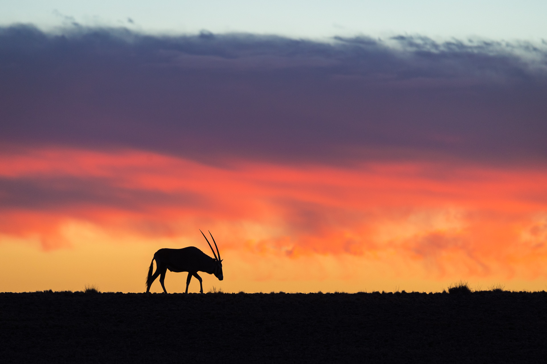 Gemsbok sunset