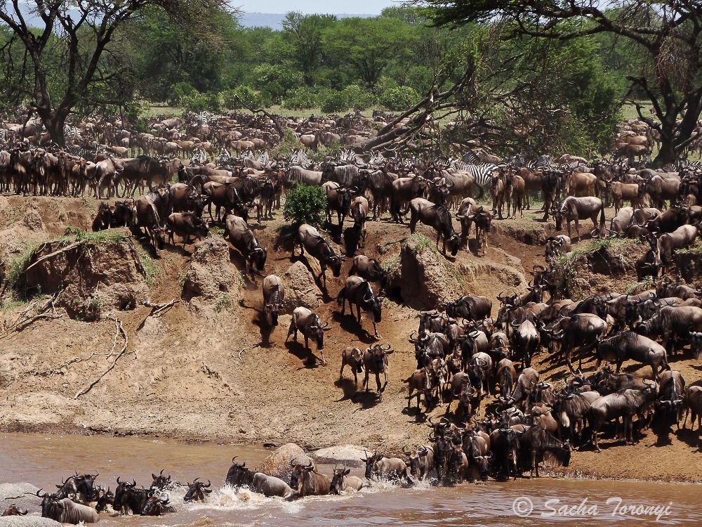 Between July and October, the migration arrives in dramatic style.  Lamai is just a 30minute game drive from this.