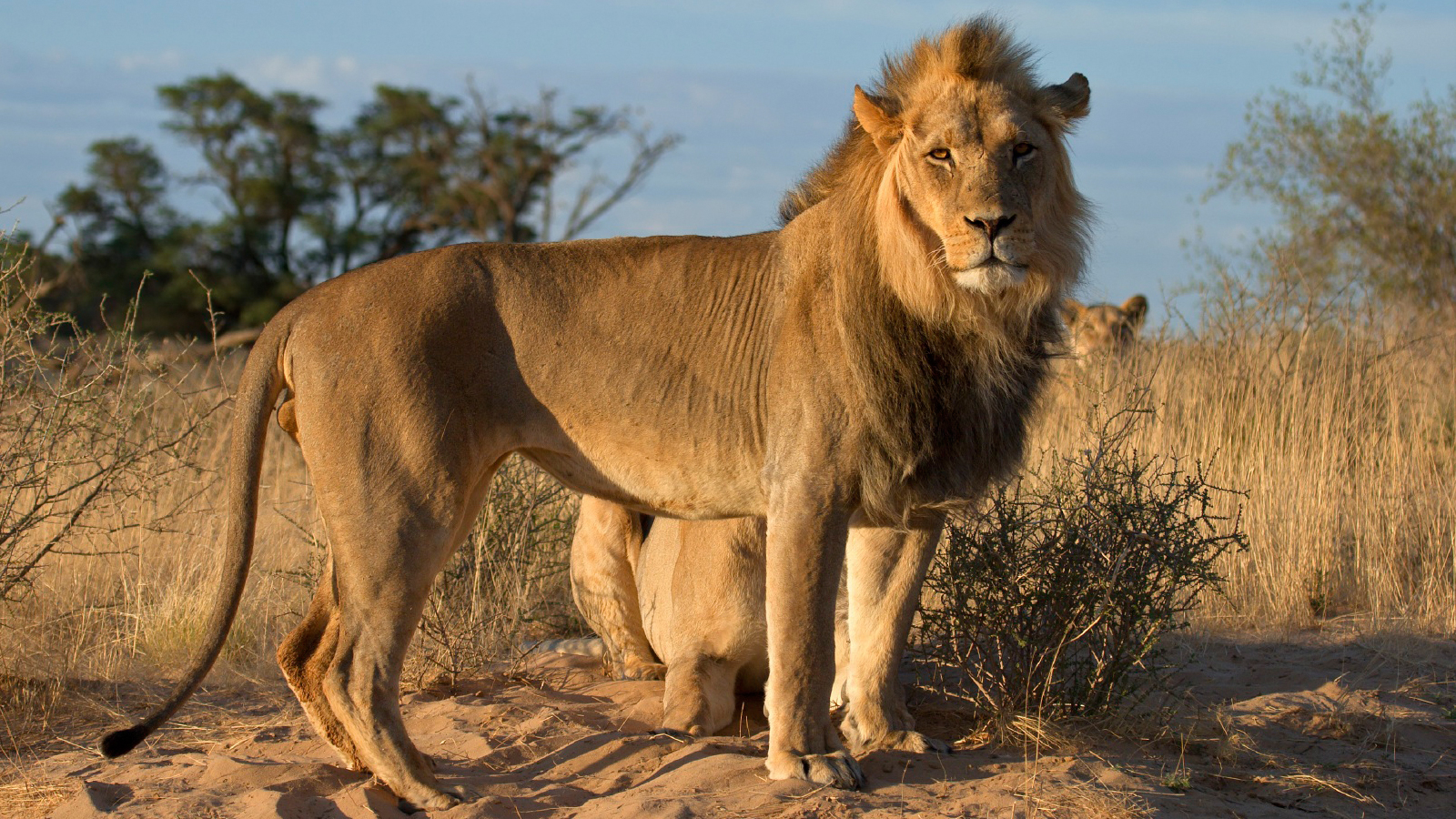 Lions of the Central Kalahari