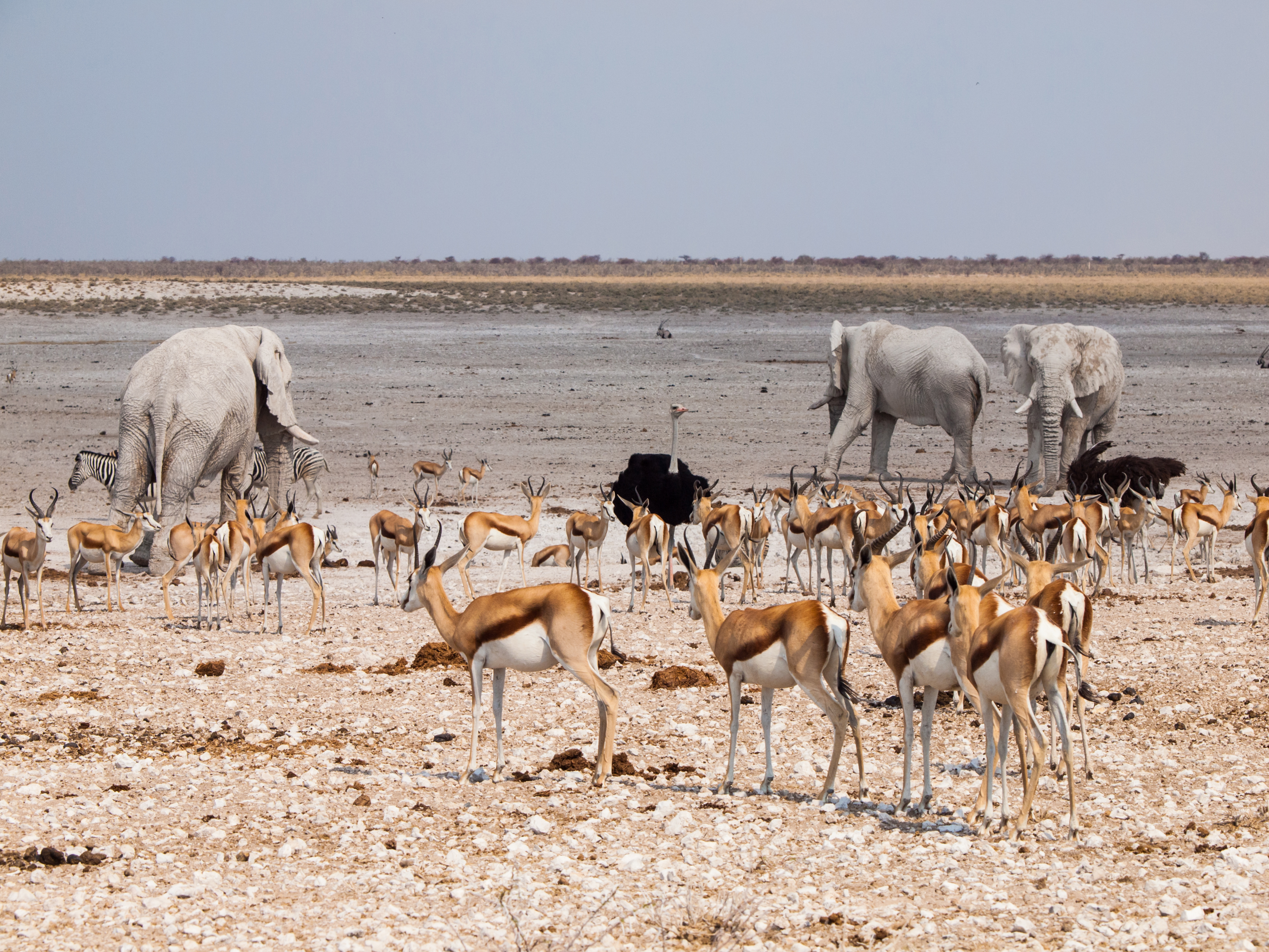 Etosha Game Viewing