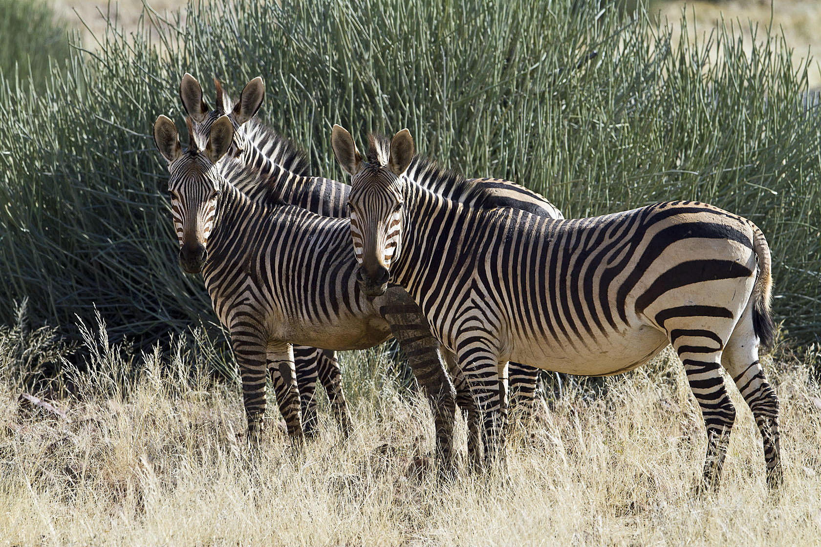 Hartmann's Mountain Zebra
