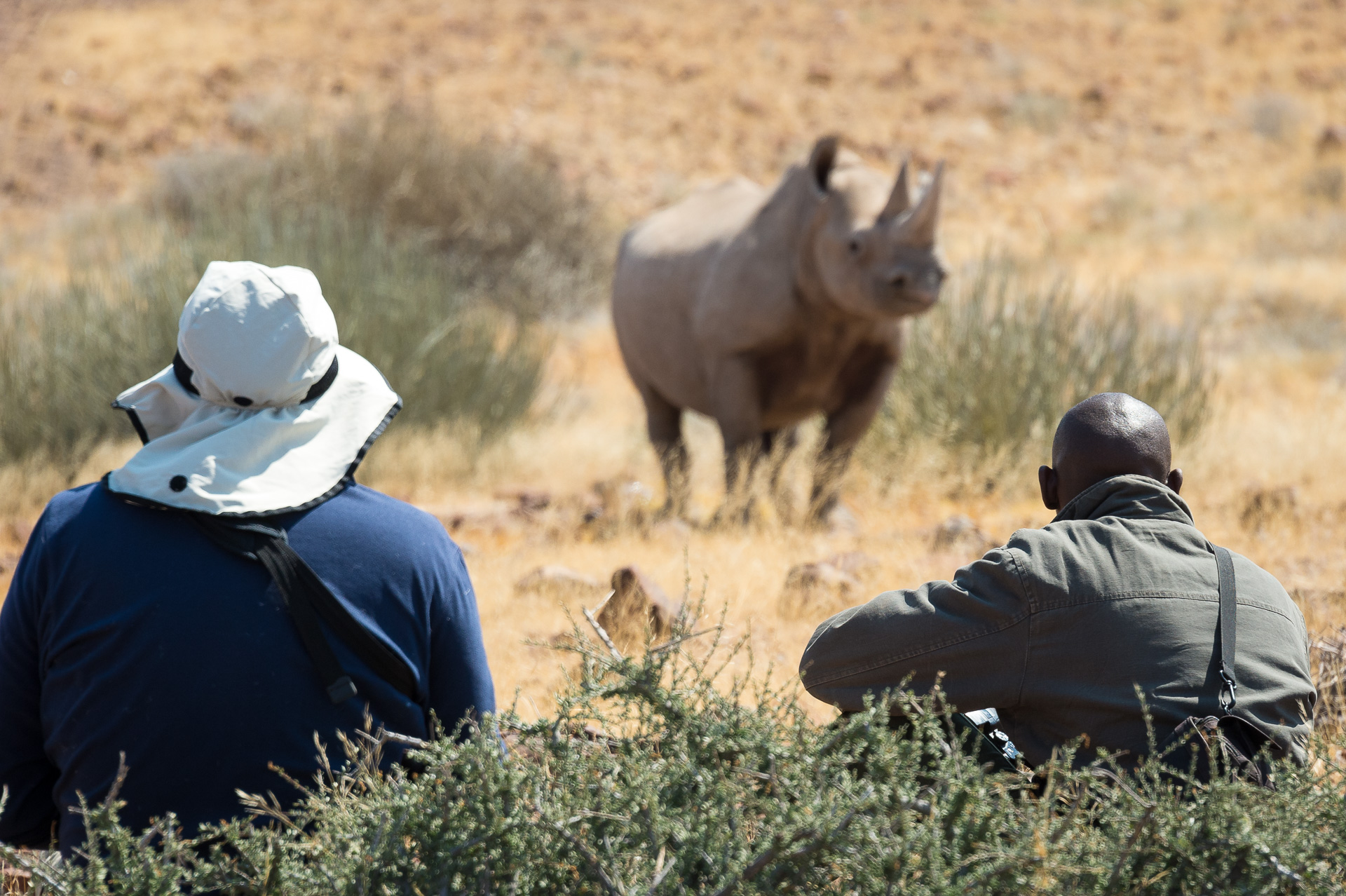 Black rhino tracking