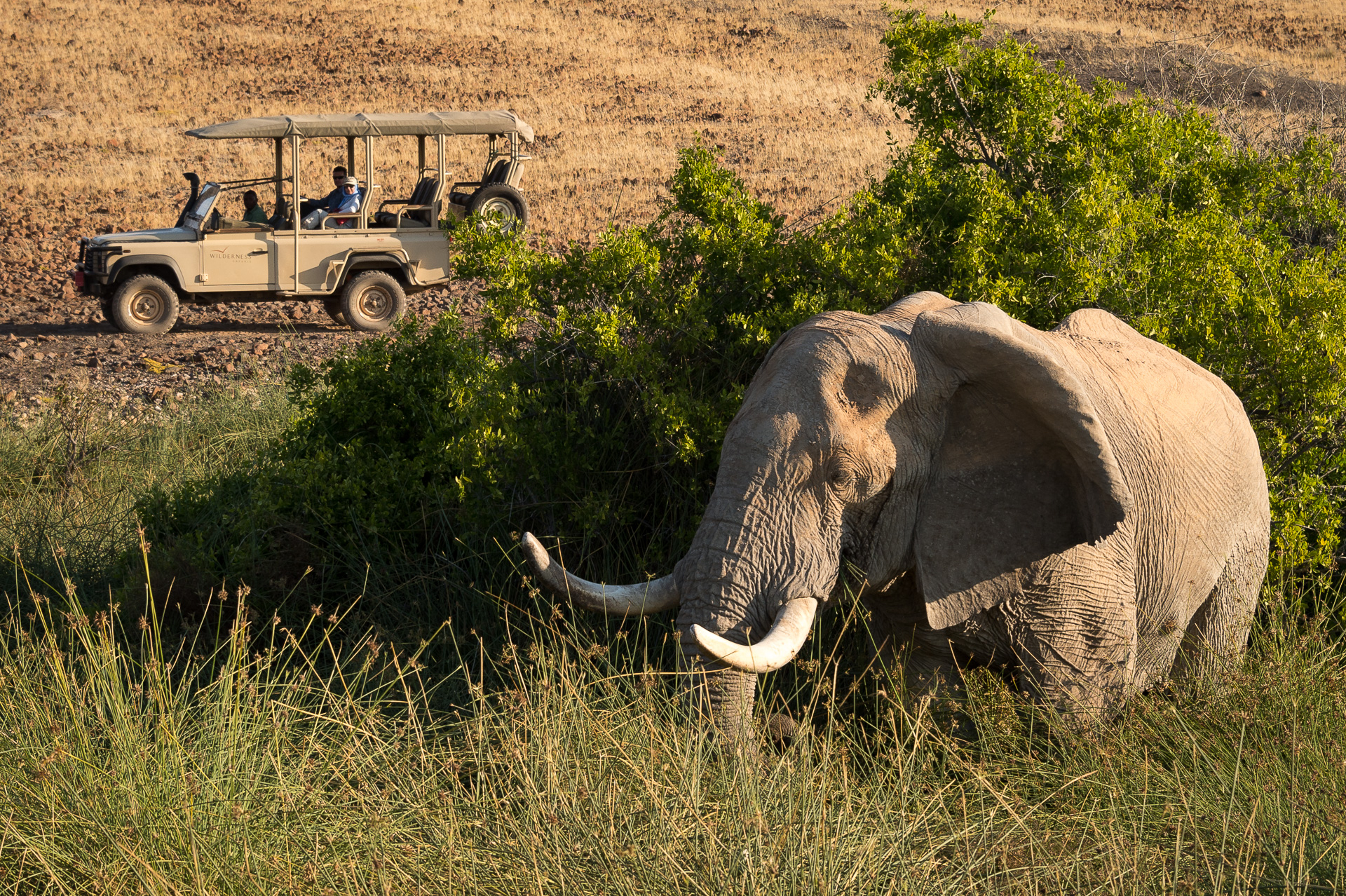 Elephant on a game drive
