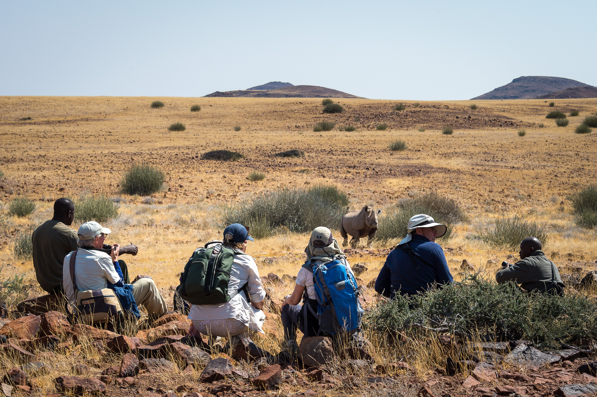 Black rhino tracking