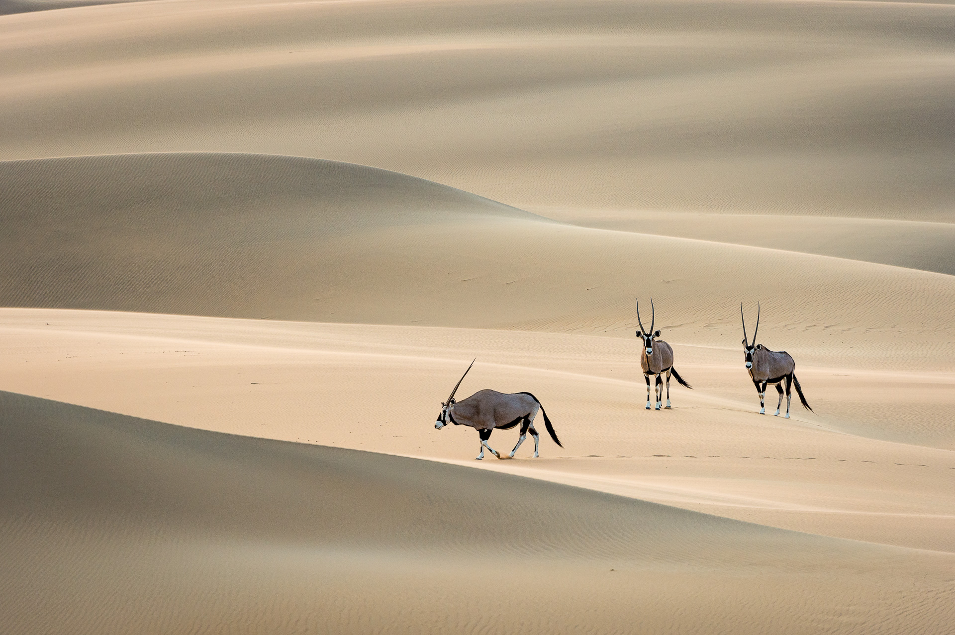 Gemsbok crossing the Cafema dunes
