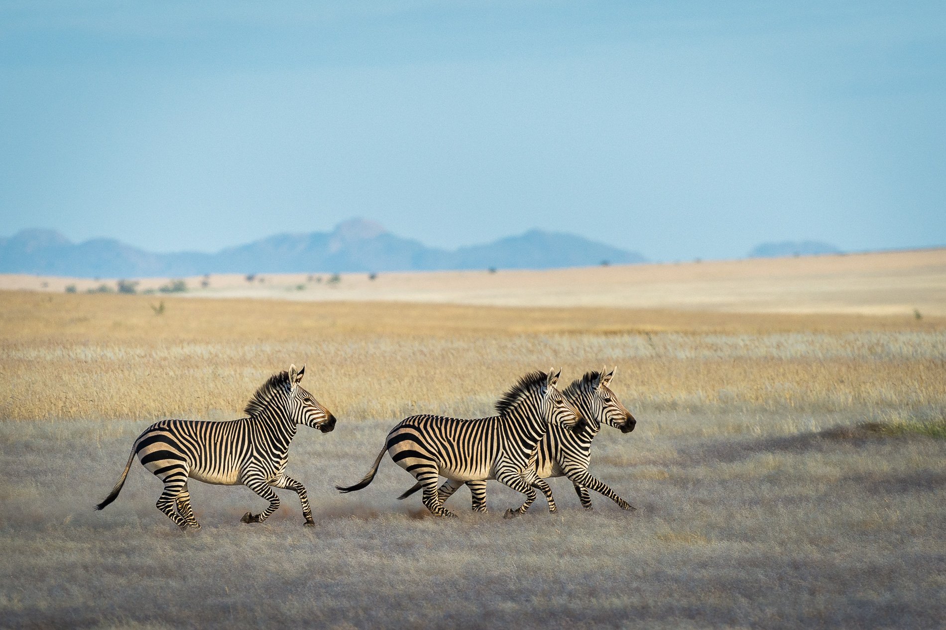 Hartmann's mountain zebra is a subspecies of the mountain zebra found in far south-western Angola and western Namibia