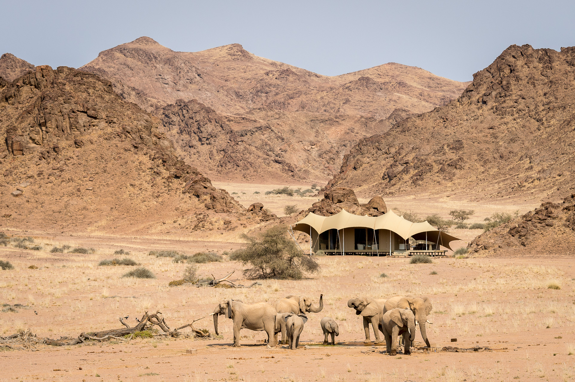 Elephant gather to drink at Hoanib
