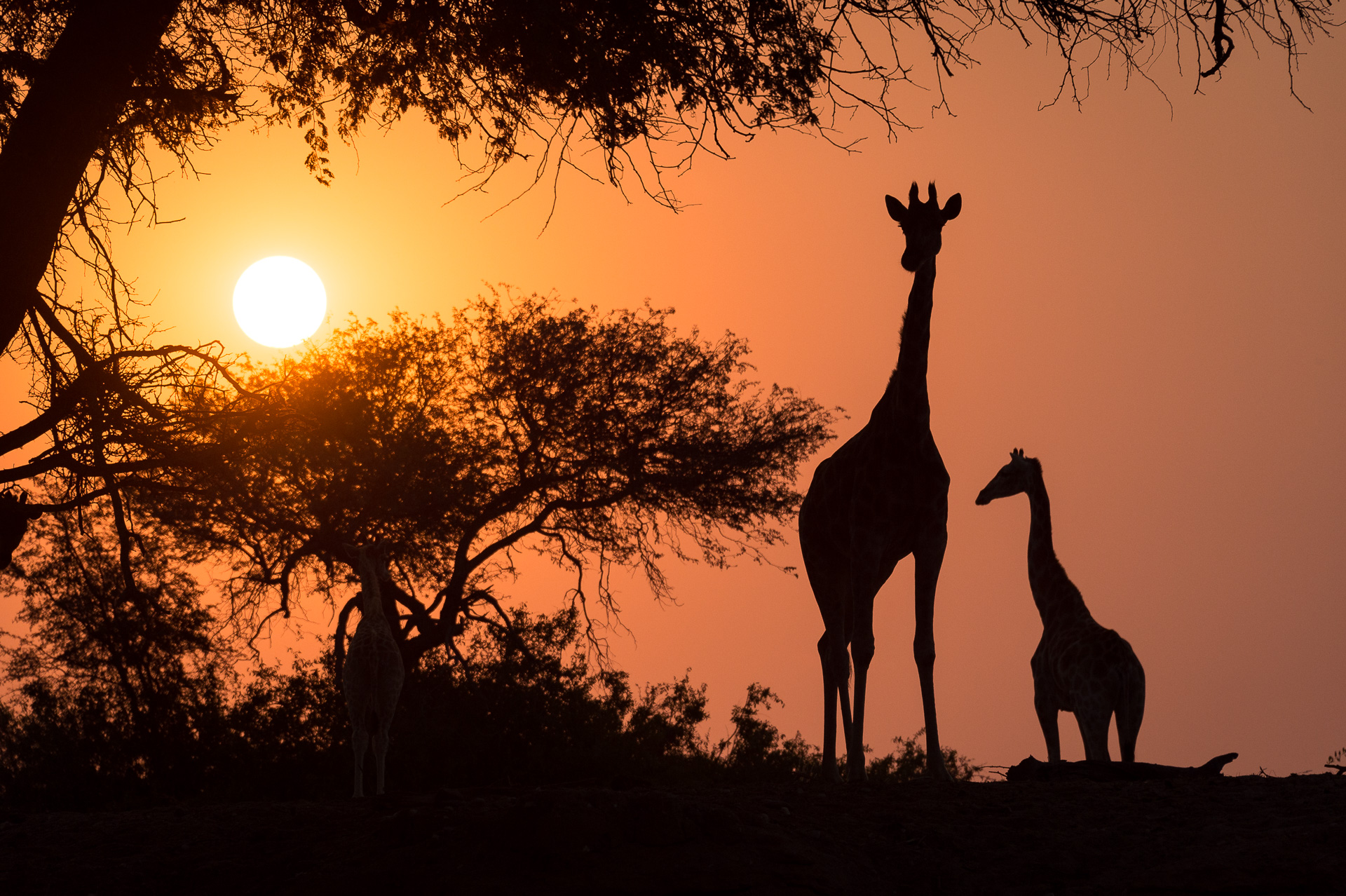 Giraffe at sunset