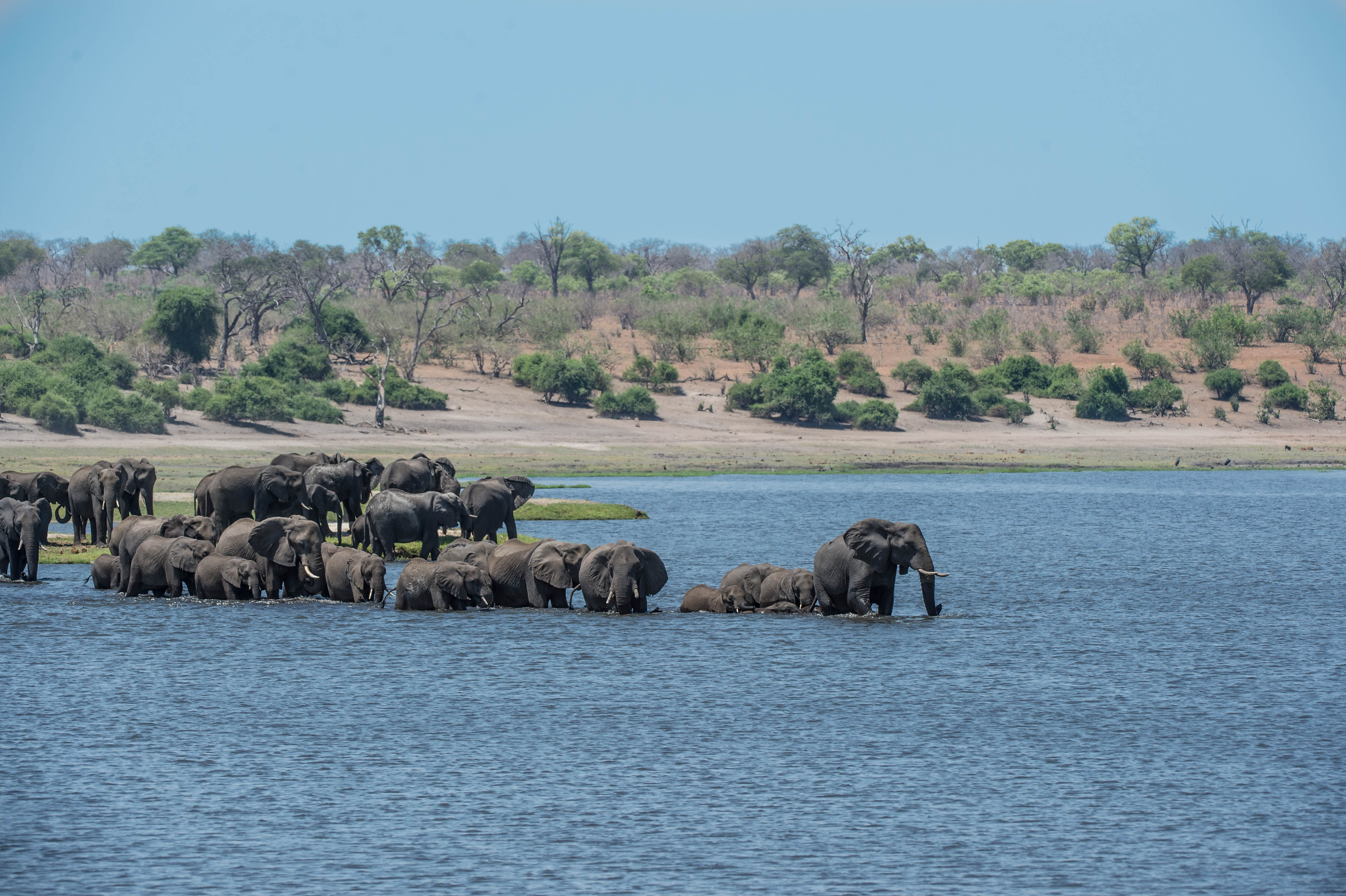 Magnificent elephant sightings crossing the Chobe River