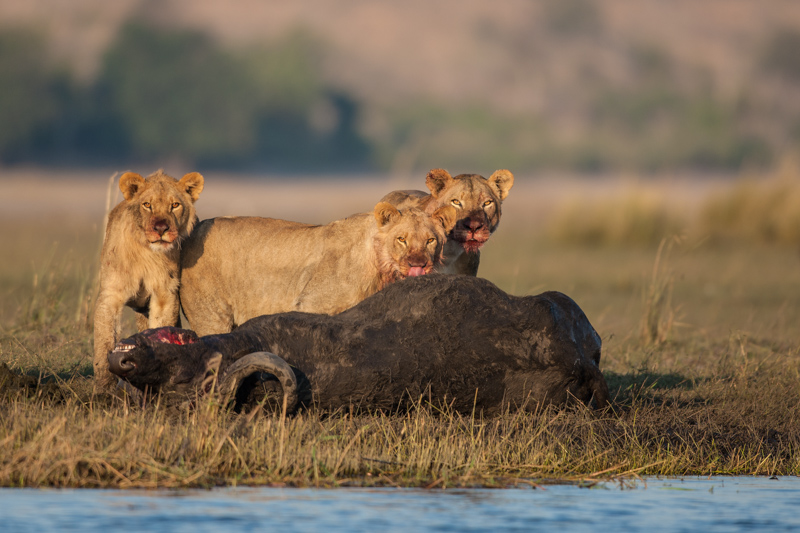 These lion killed a buffalo 200 metres from the Houseboat