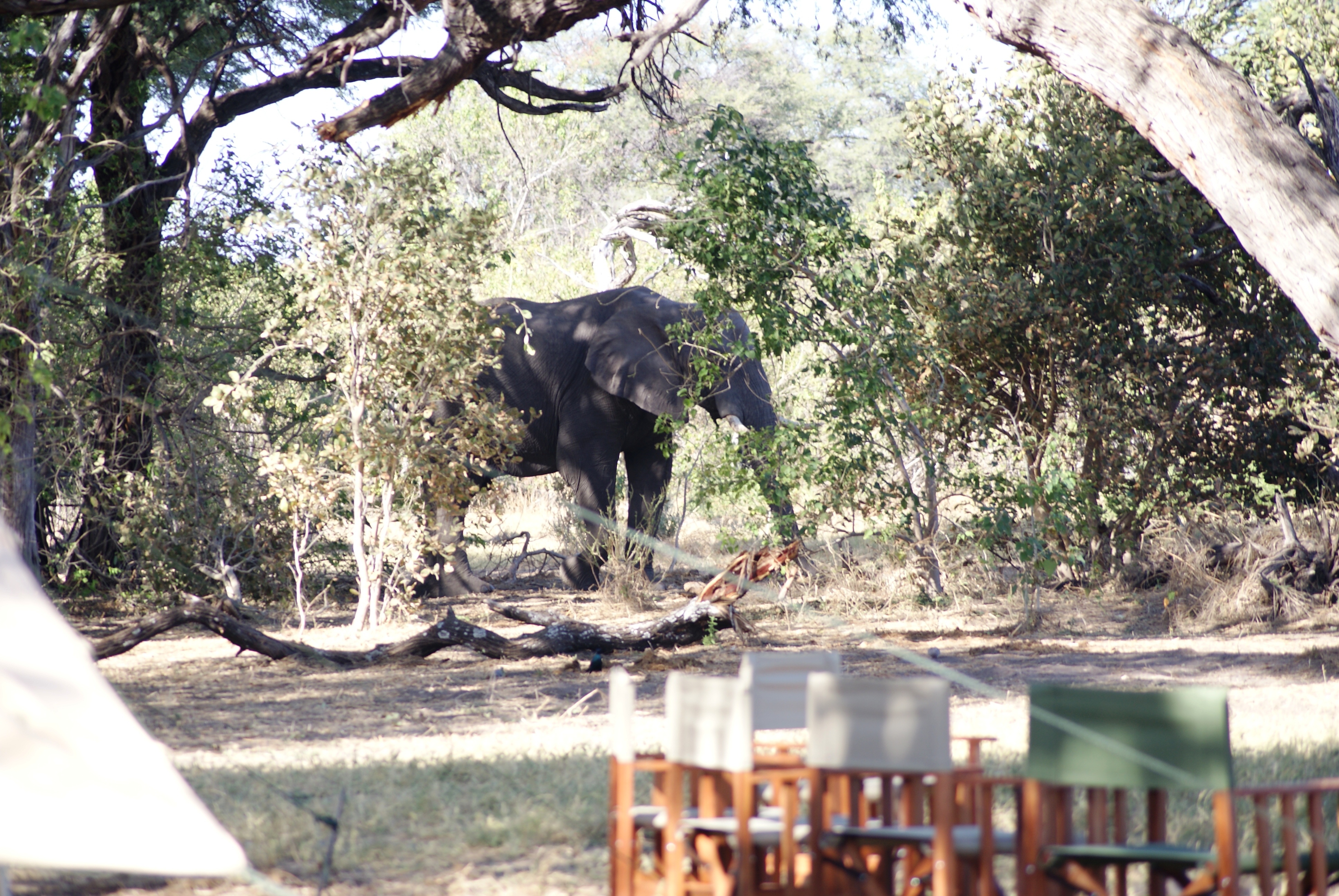 Khwai Bedouin Camp, Khwai | Timbuktu Travel
