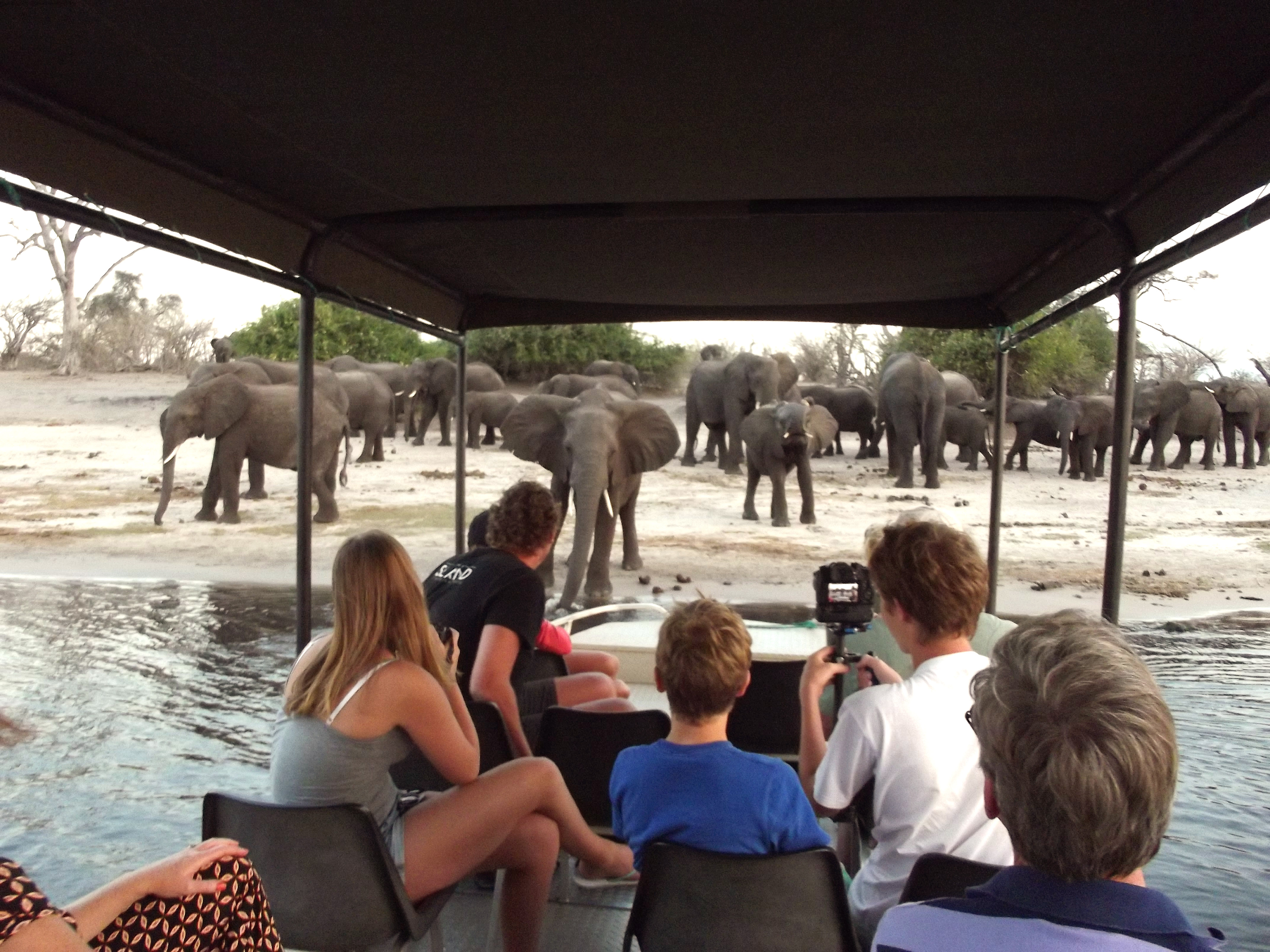 Boat Cruise into Chobe National Park
