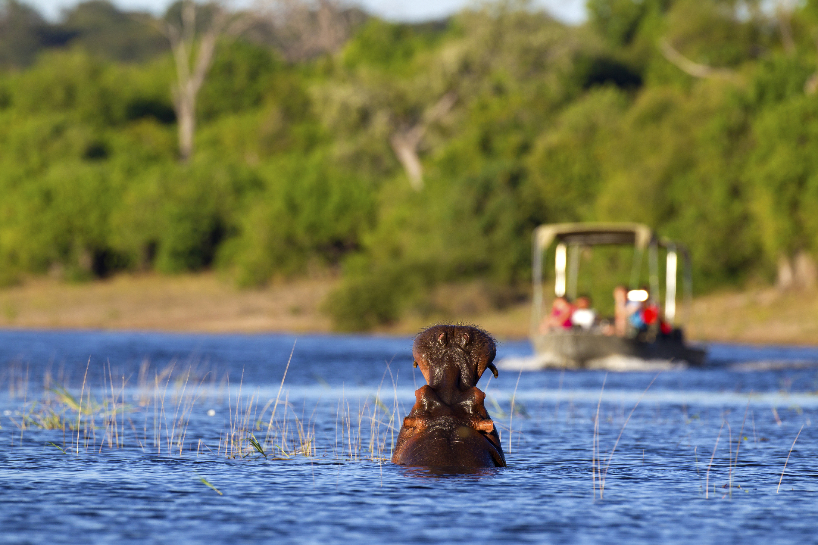 Hippo in the Linyanti River on a boating safari