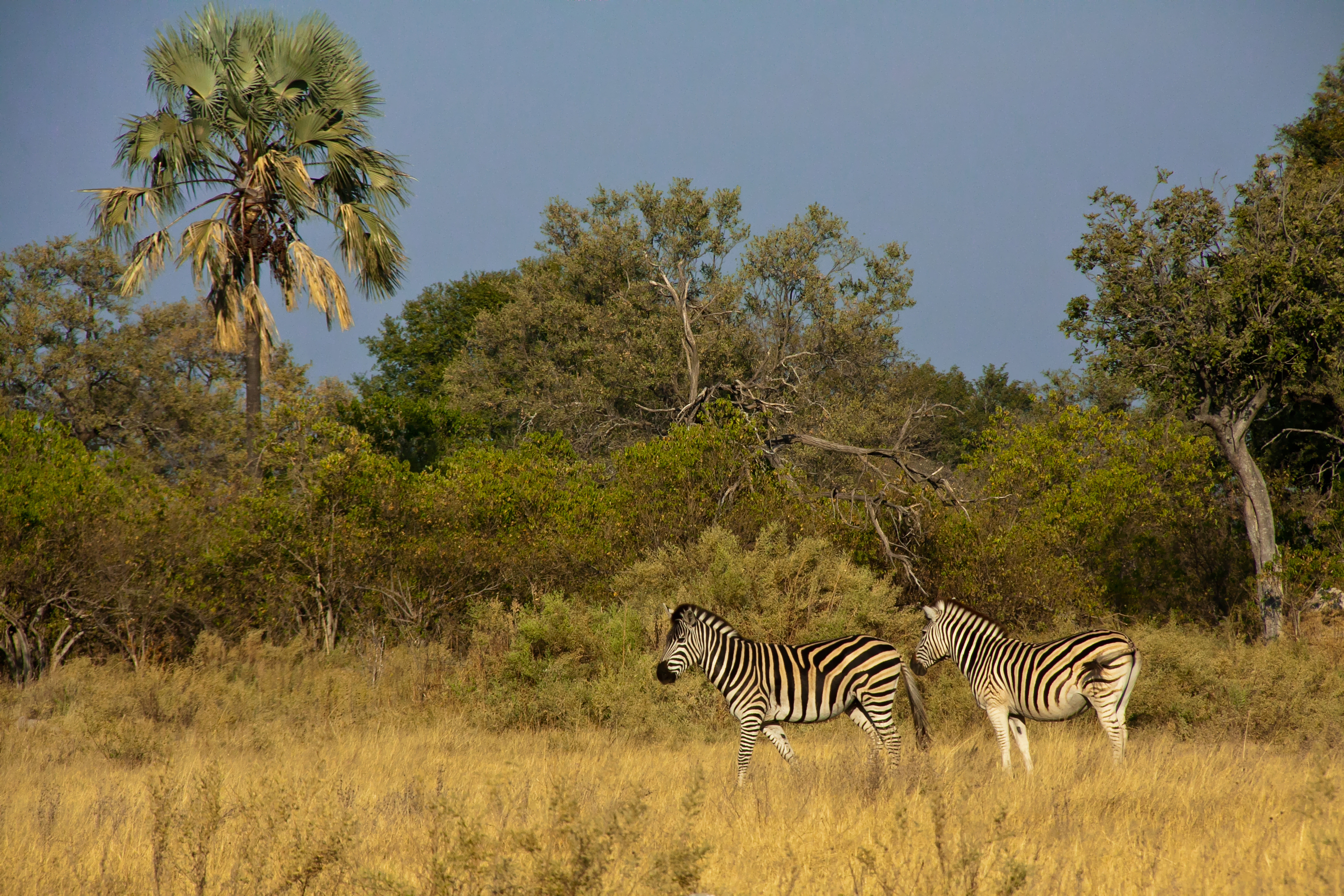 Experience the wildlife on foot