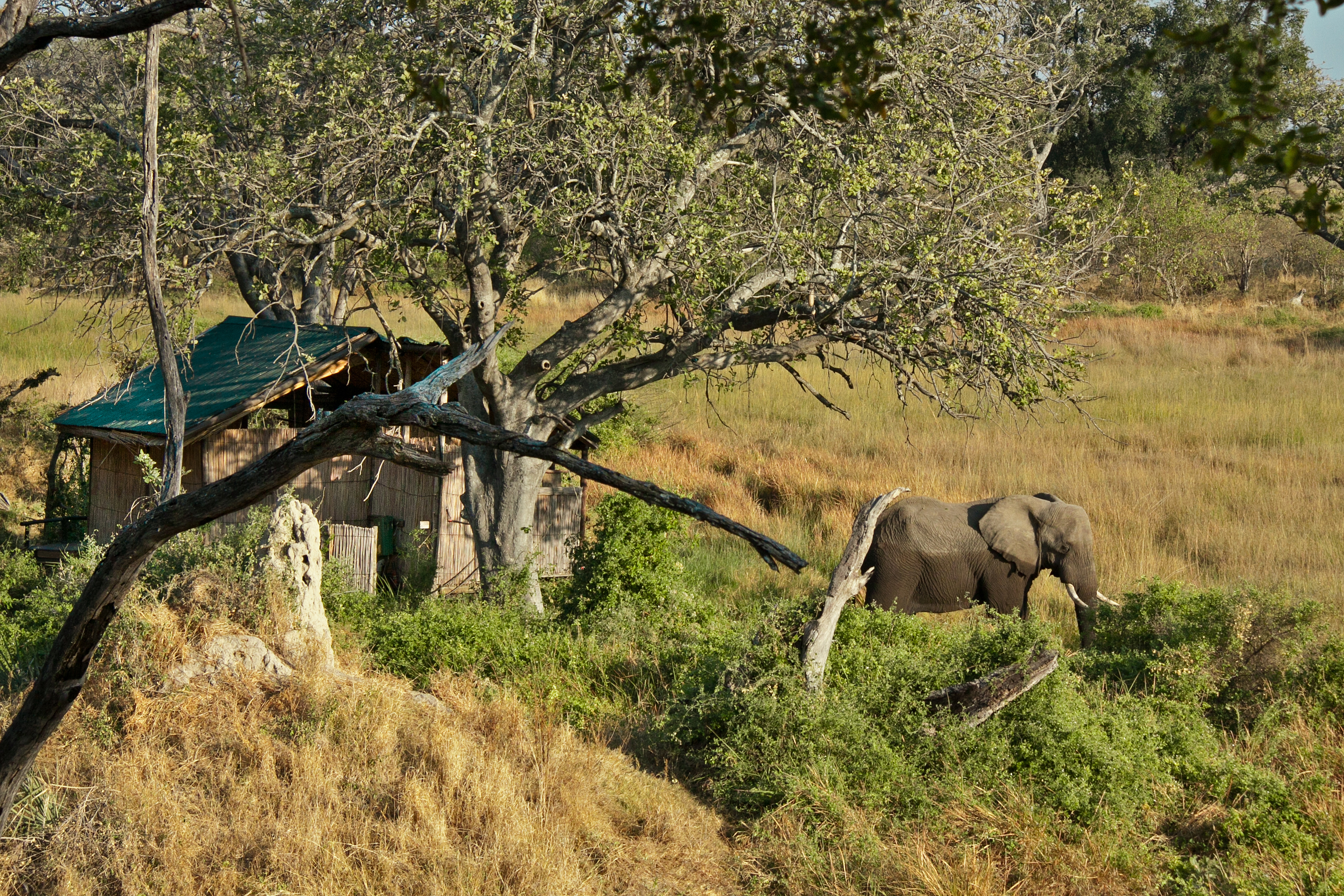 Wildlife spotted right from the camp