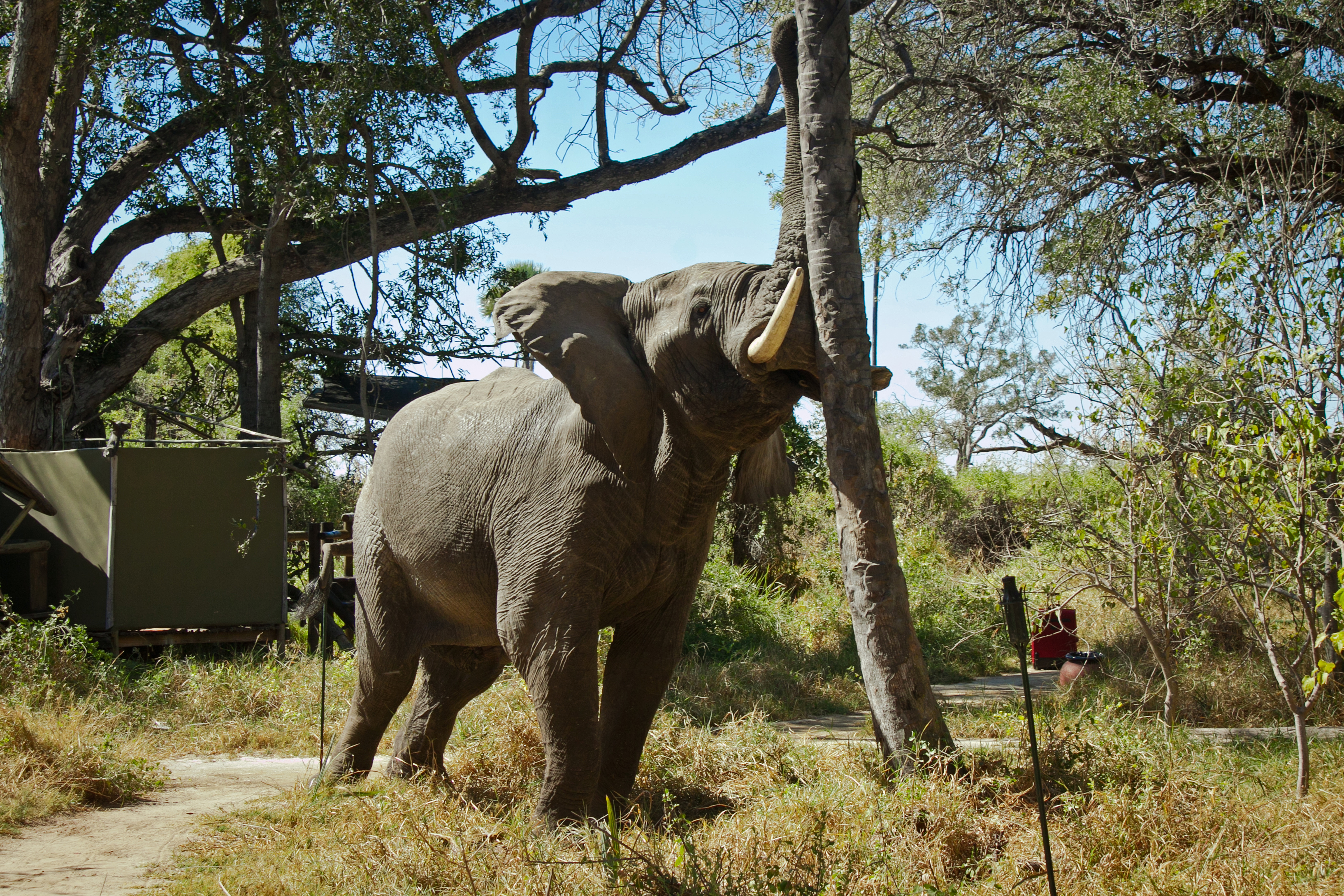 Elephant regularly come into camp 