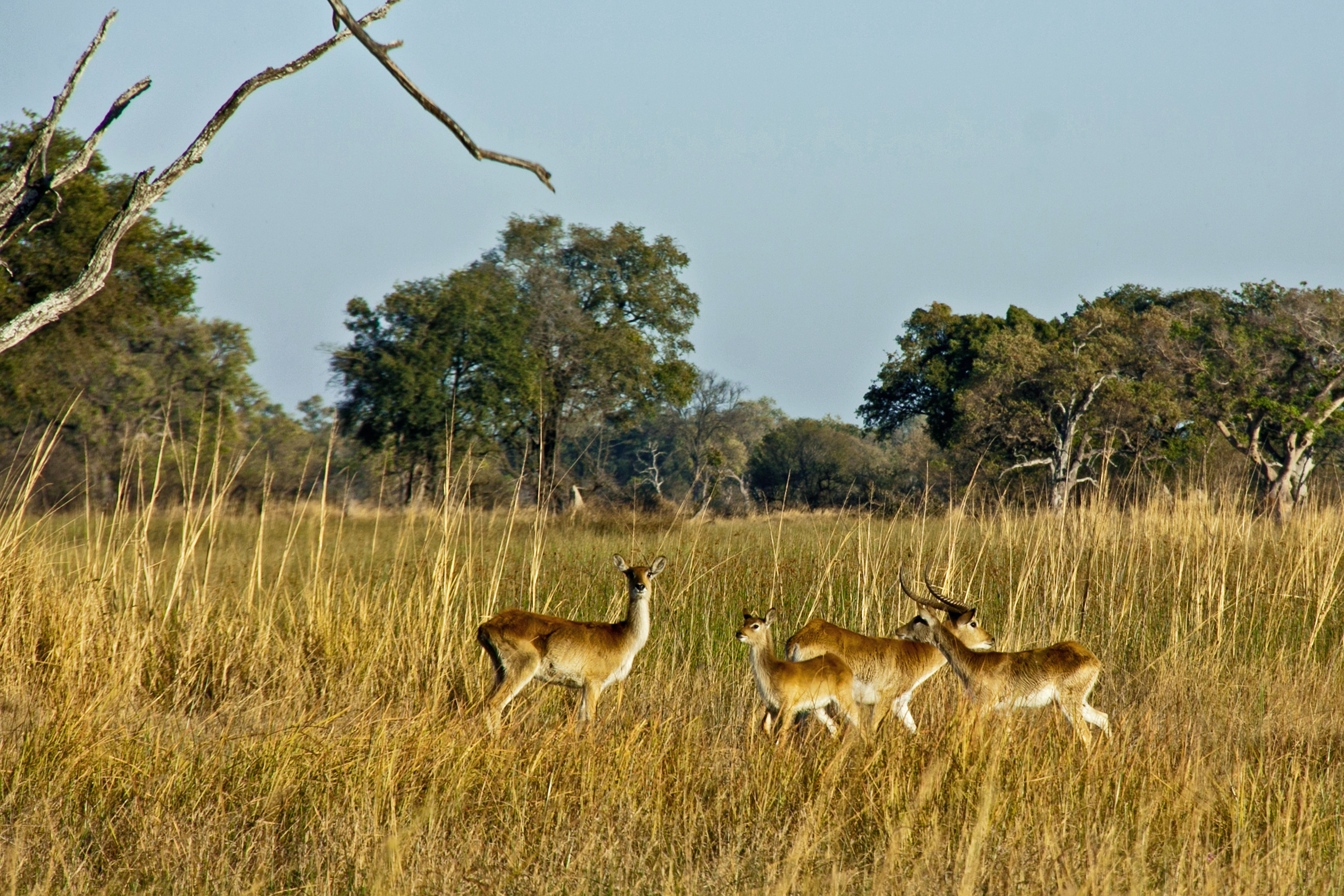 Red Lechwe can be regularly seen in the Okavango 