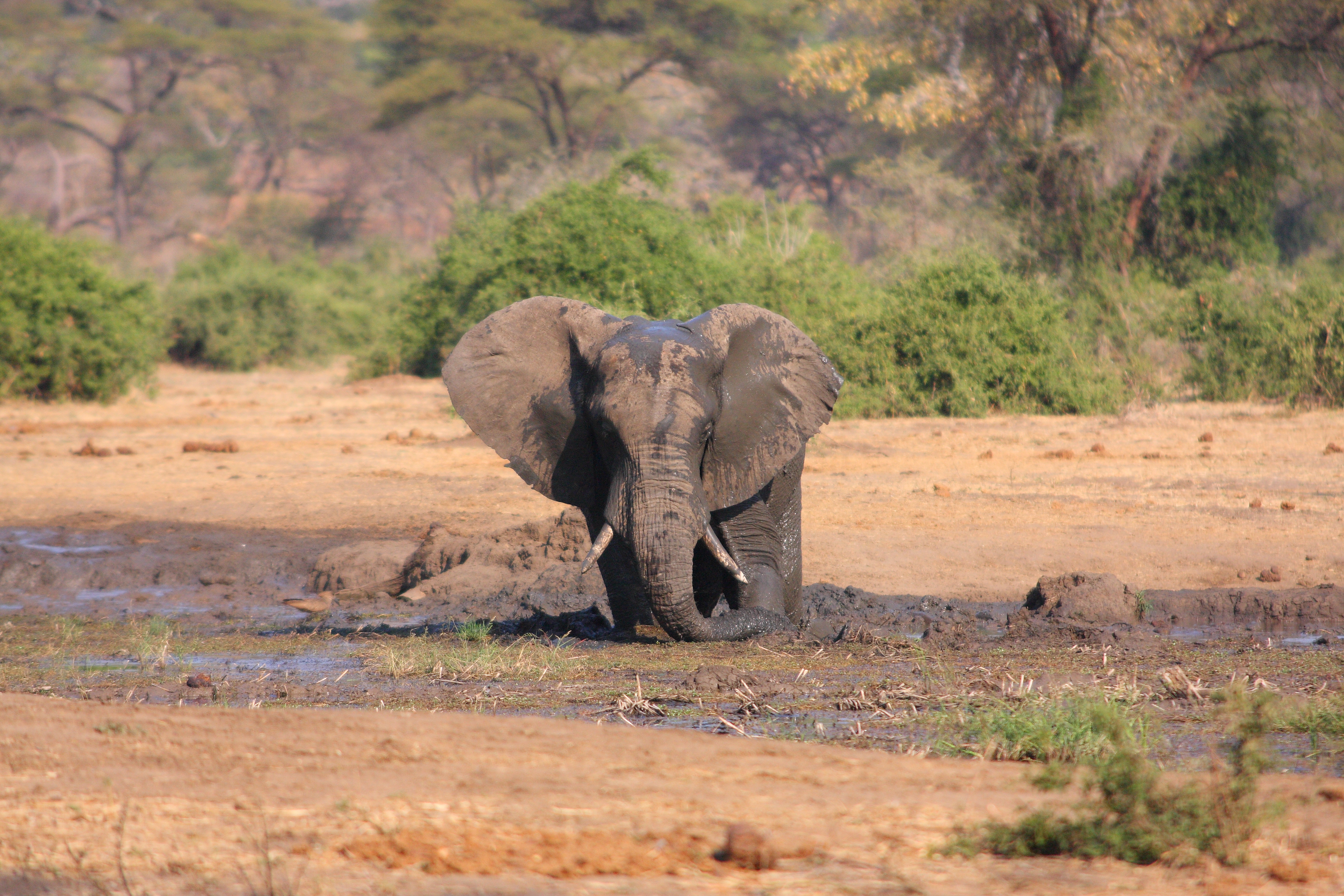 A lone bull visits the waterhole