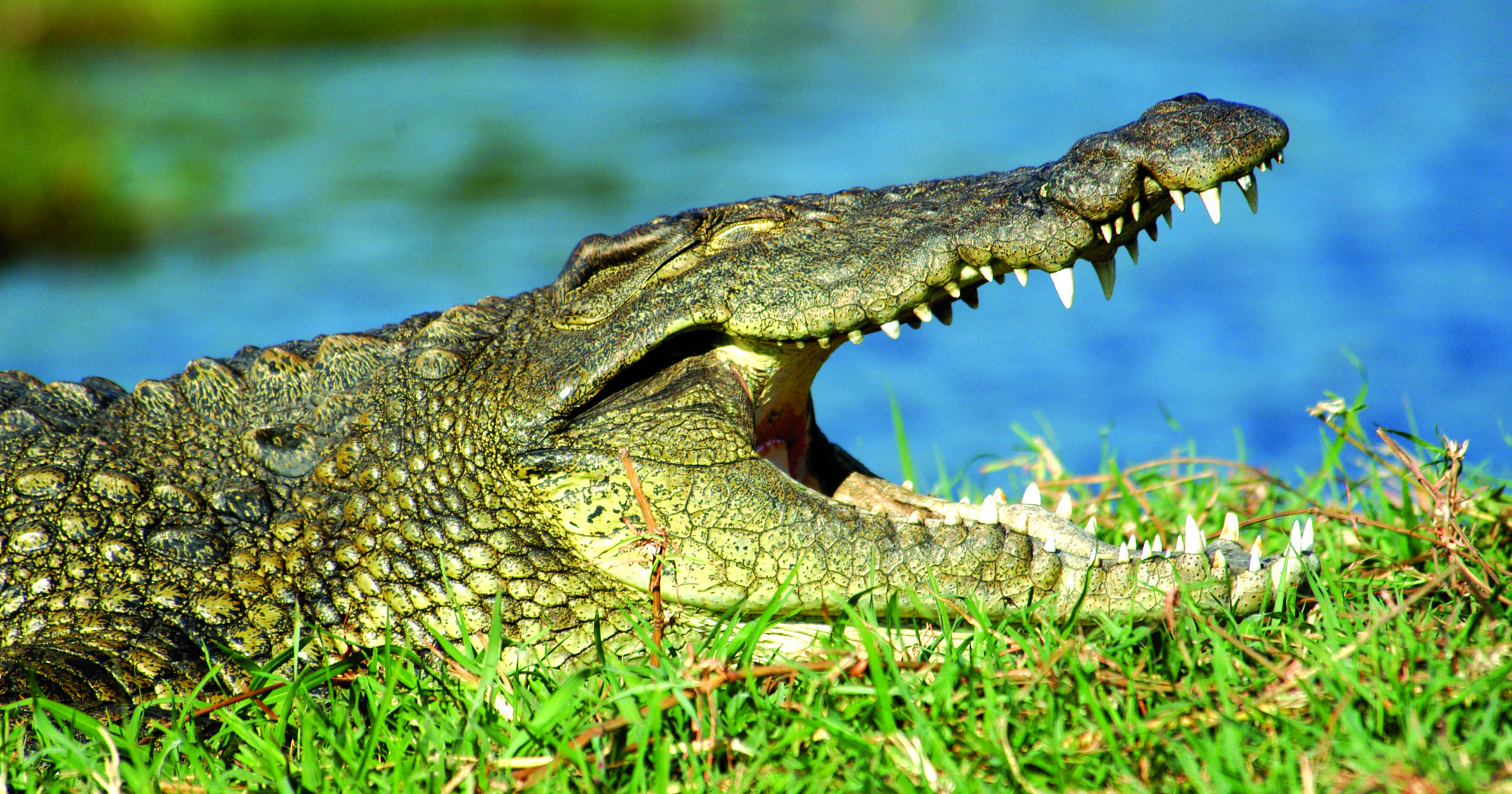 Crocodile in the Okavango Delta