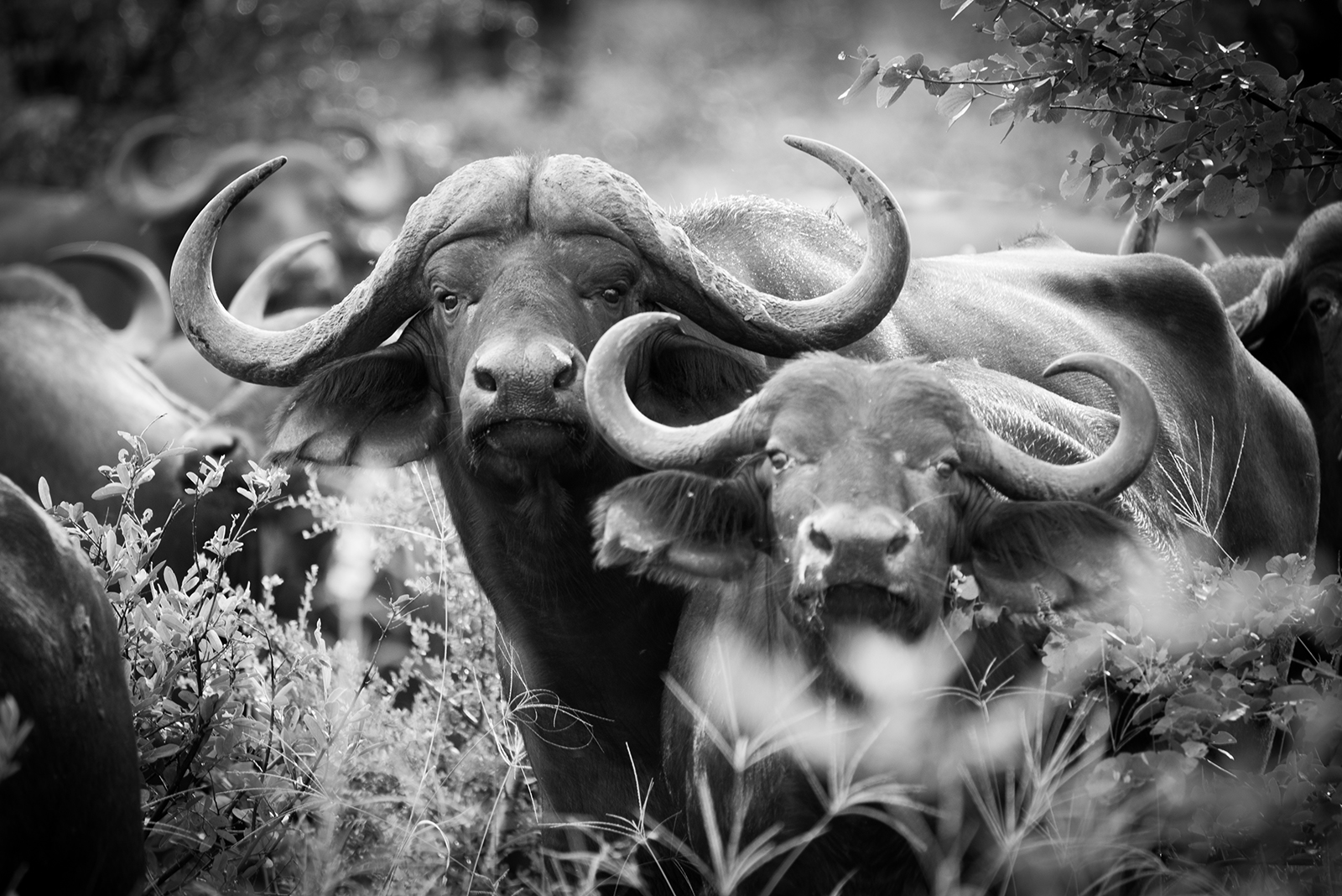 Buffalo stare through the thicket
