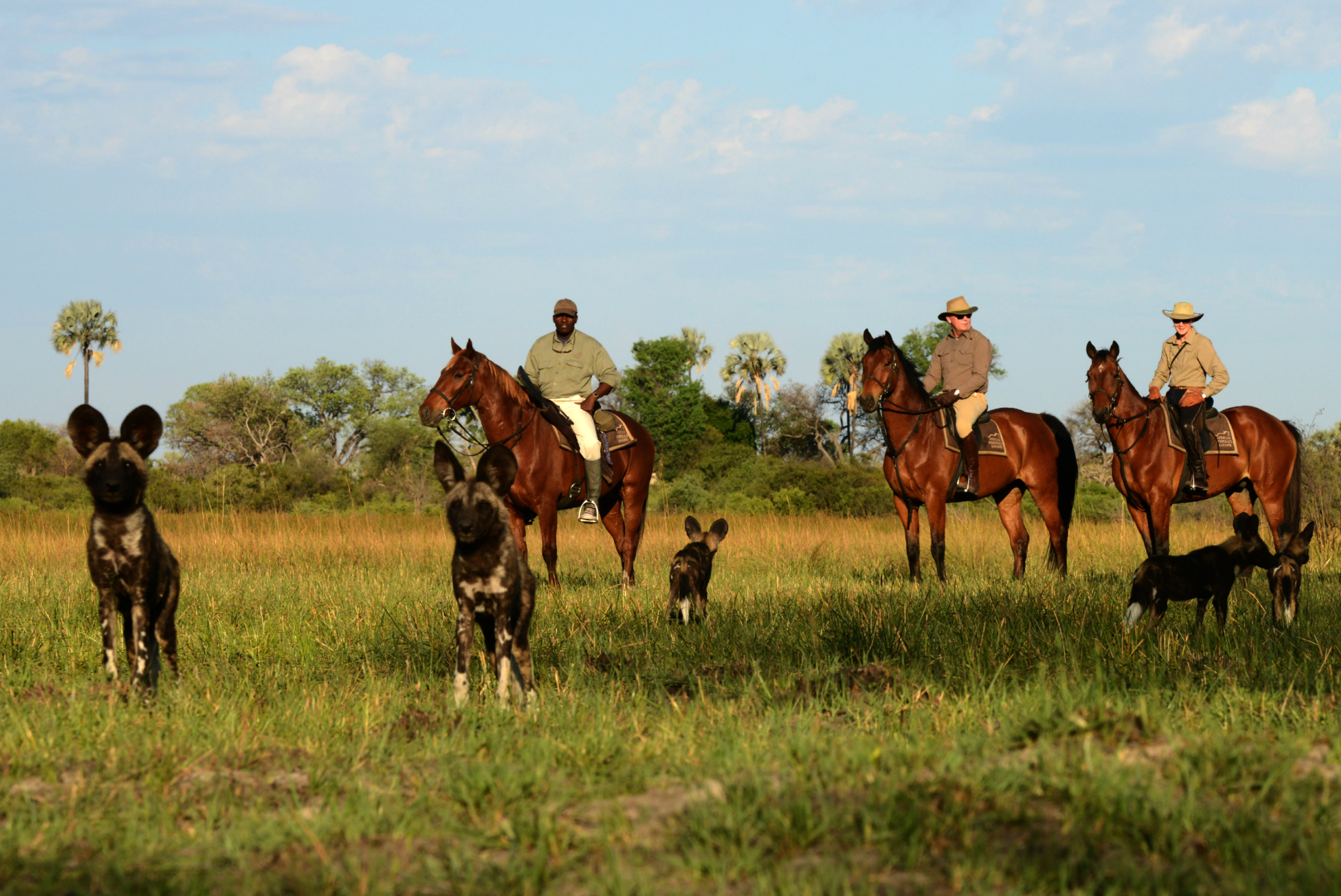 Resident pack of Wilddog close to Macatoo Camp