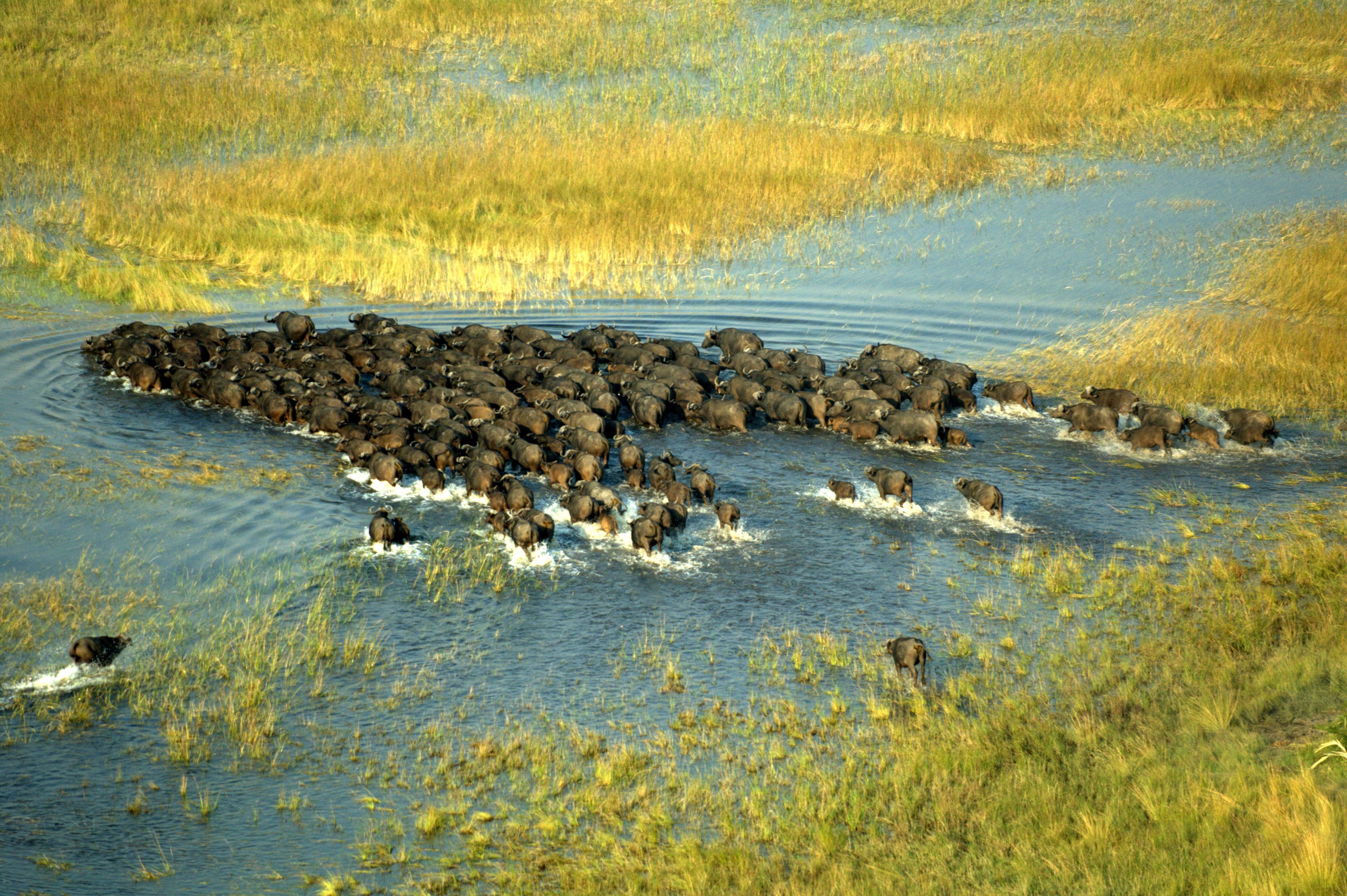 Large herds of buffalo is a common sight in the delta