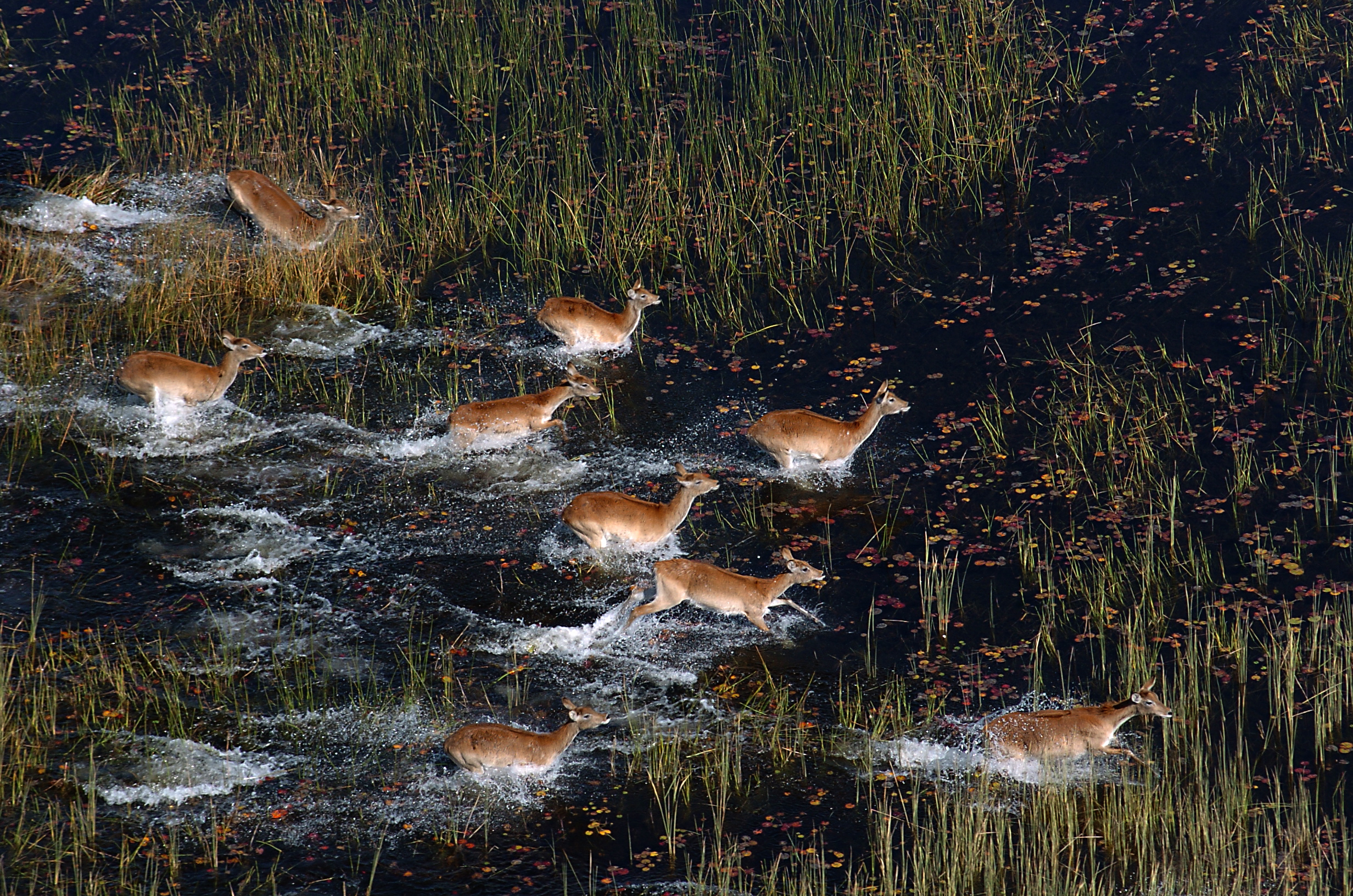 Red lechwe splashing through a floodplain