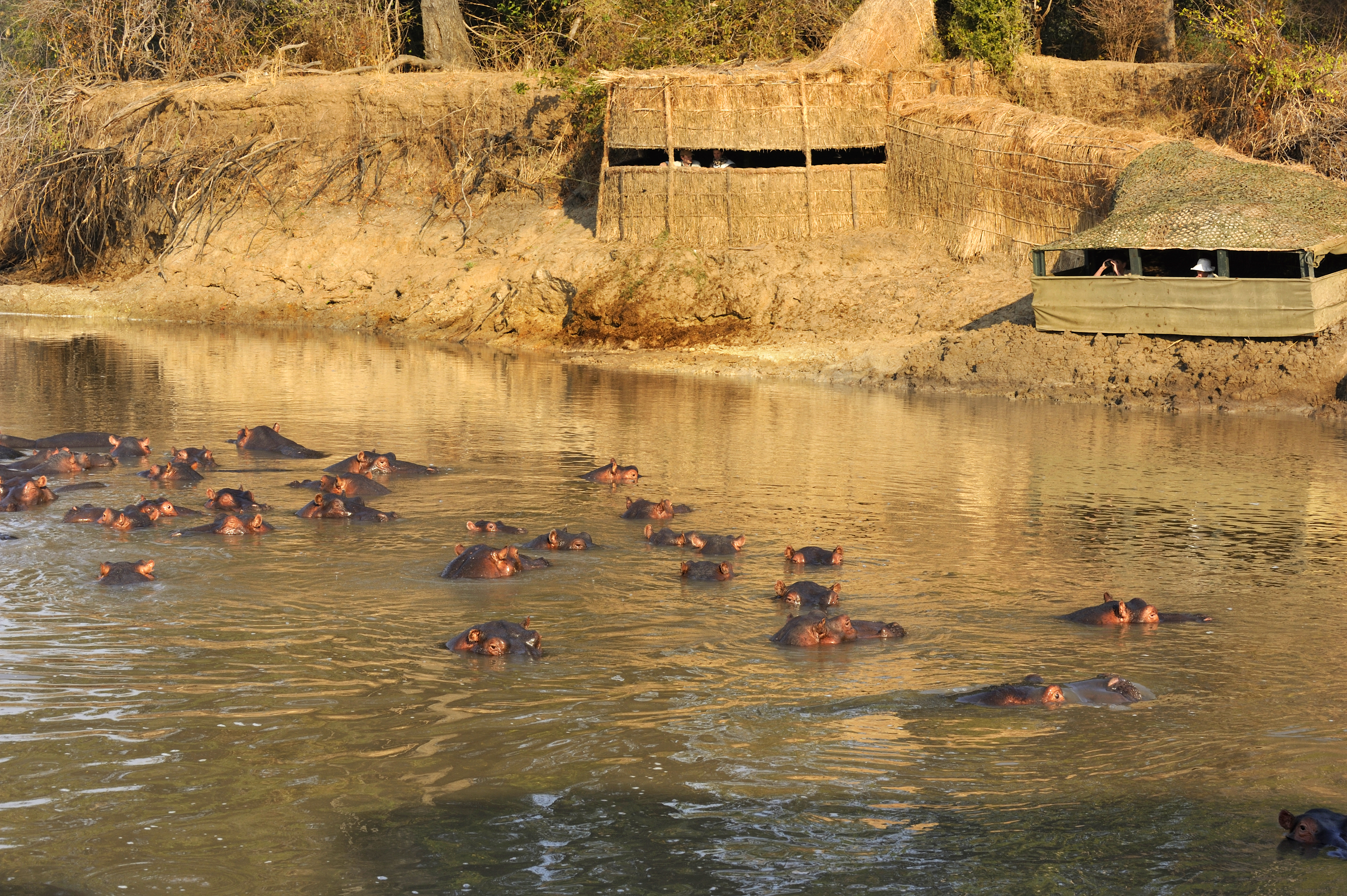 Hippo Hide is located on a deep corner at the confluence of the Luangwa and Mwamba rivers. 