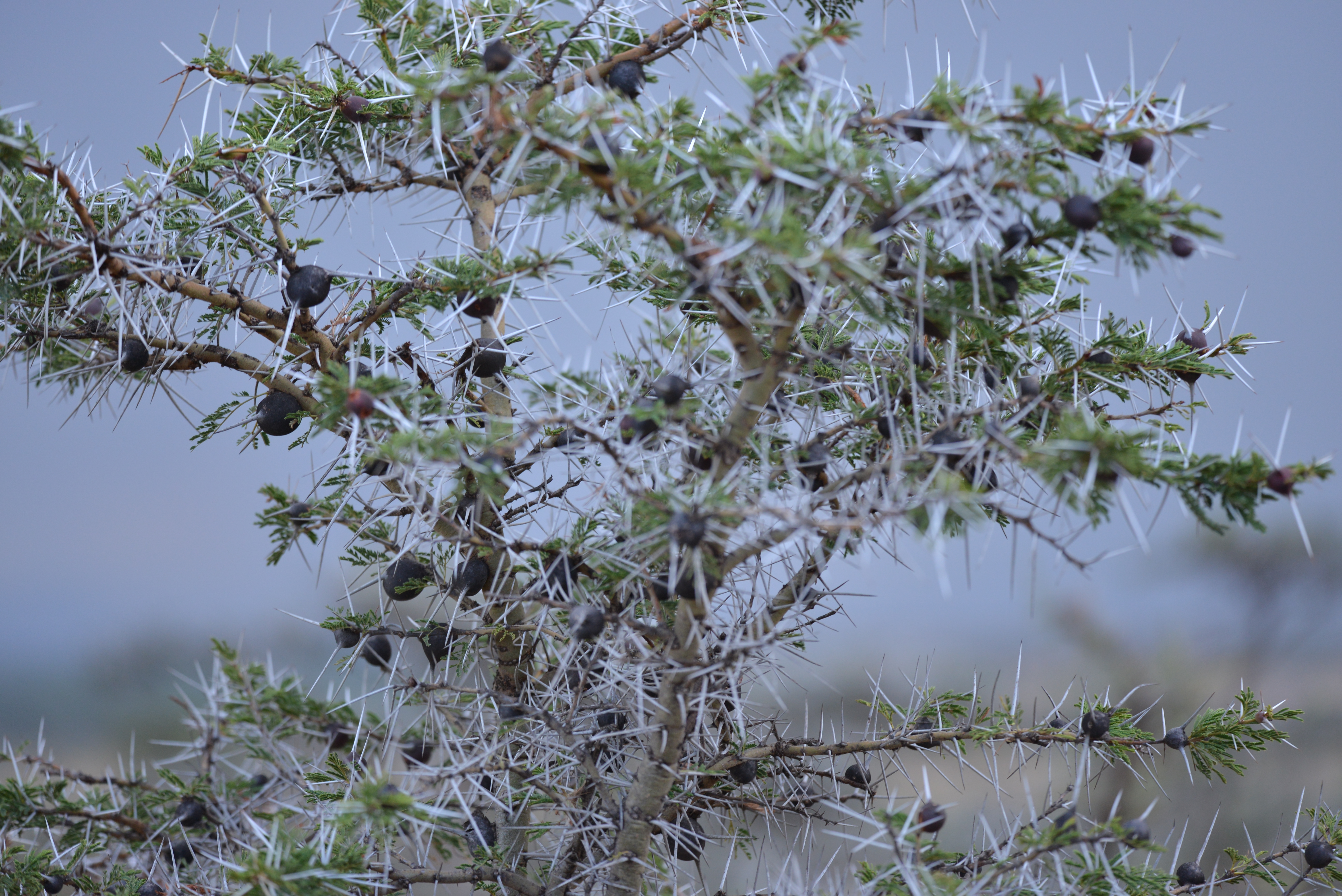 The plants of the Savannah