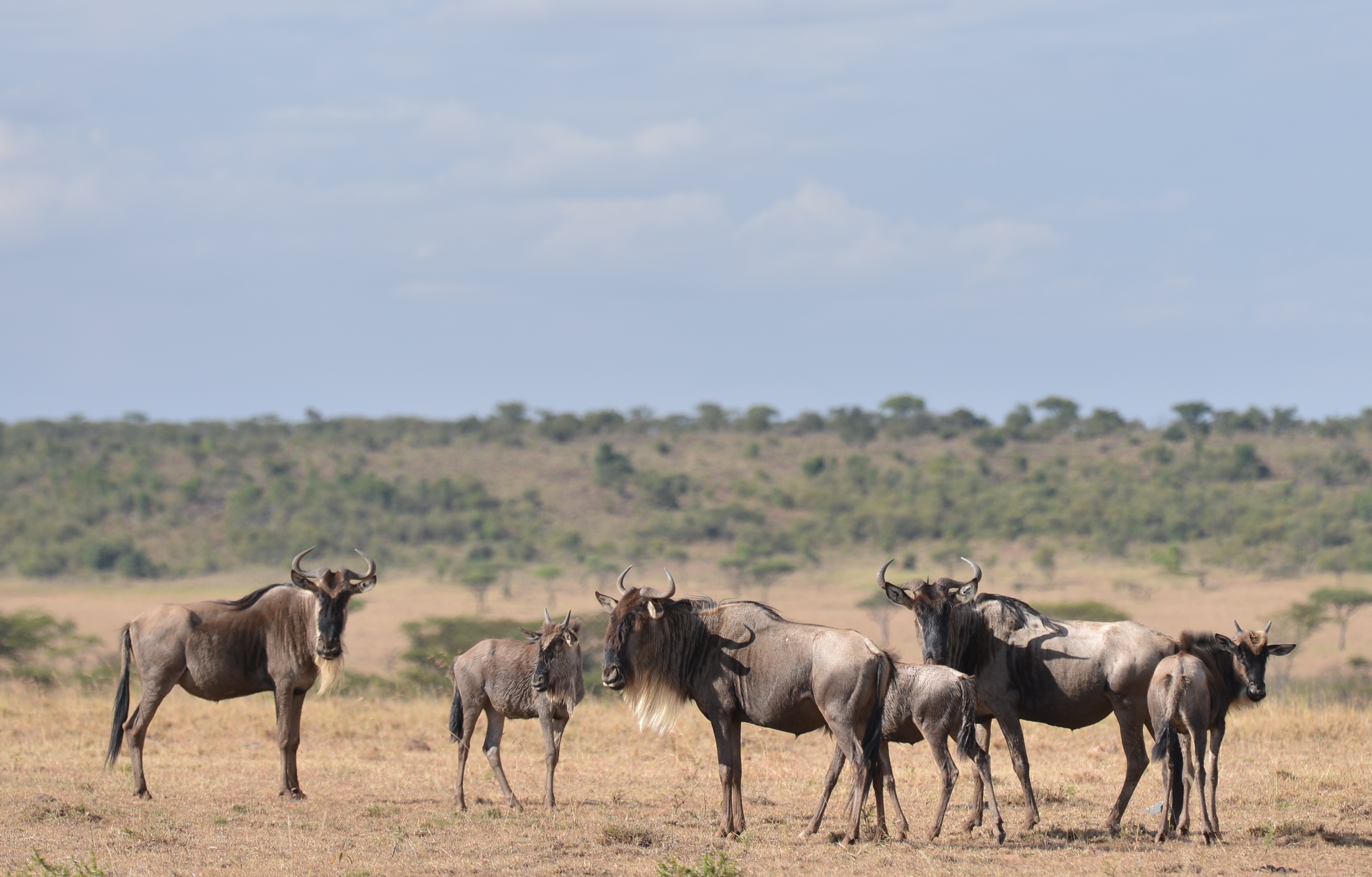 During the migration the northern and southern wildebeest form one amazing trek across the Masai Mara